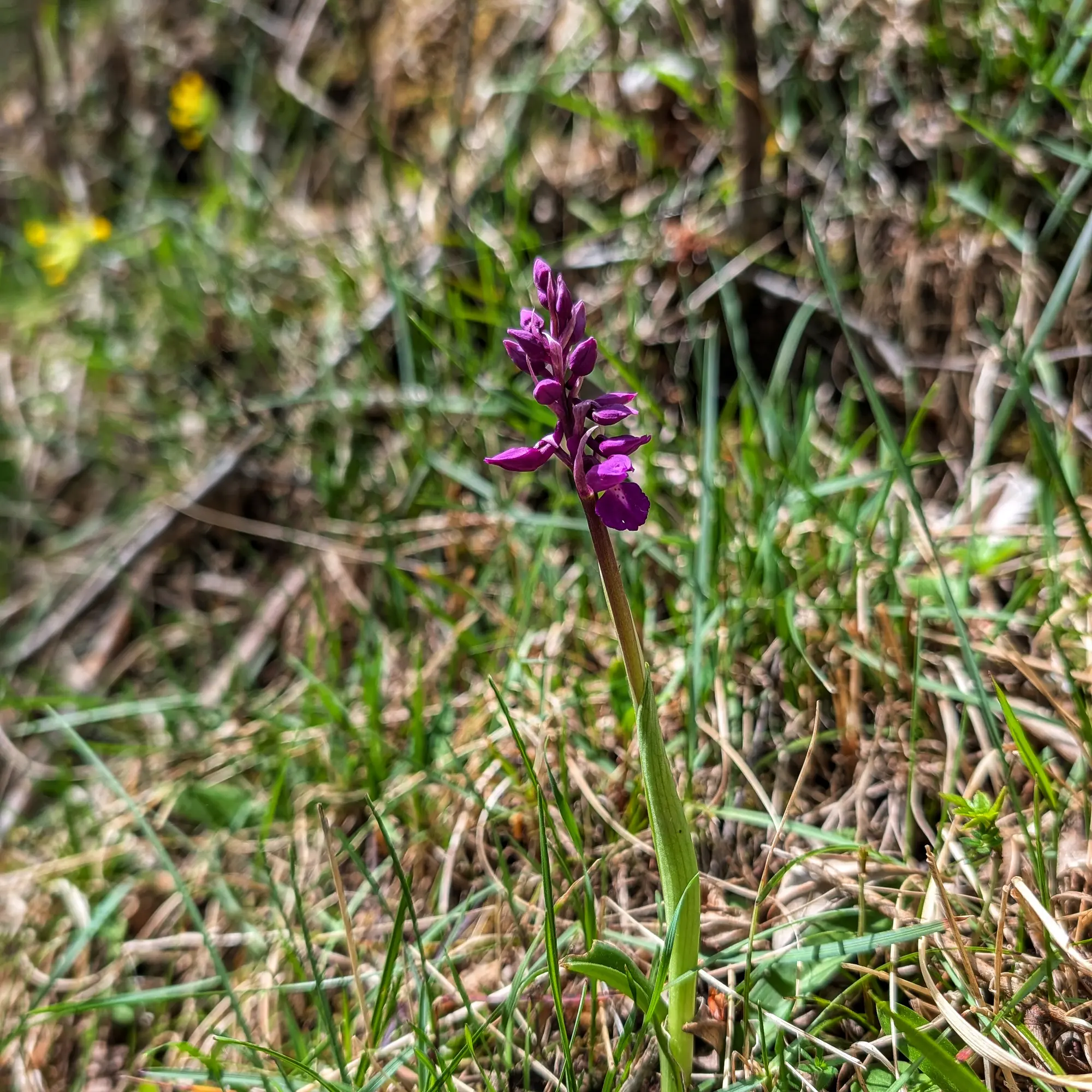 Primer pla d'una orquídia Orchis mascula de color porpra intens enmig d'herba verda.