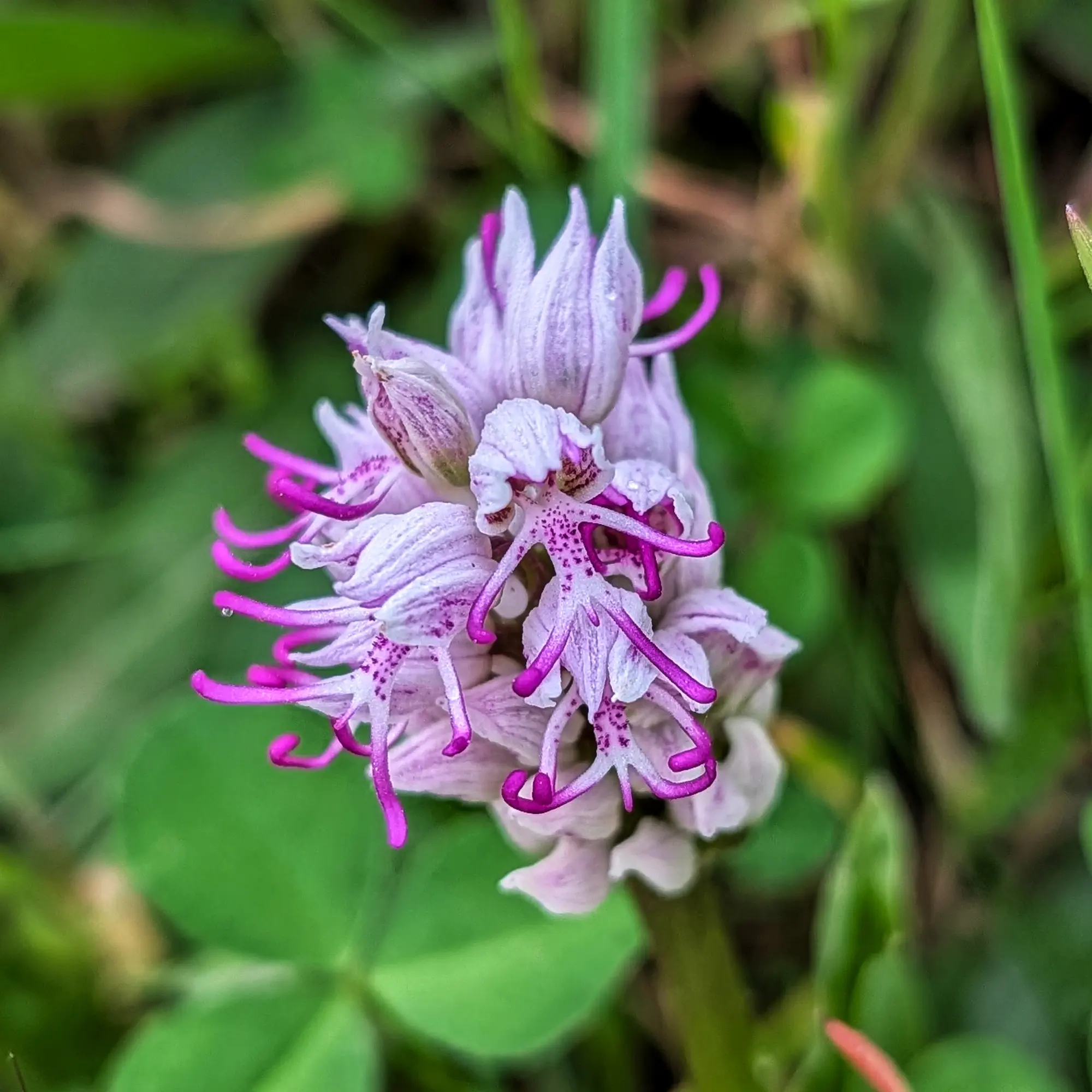 Primer pla d'una Orchis simia (orquídia simi) amb pètals blancs i magenta, sobre un fons verd difós.
