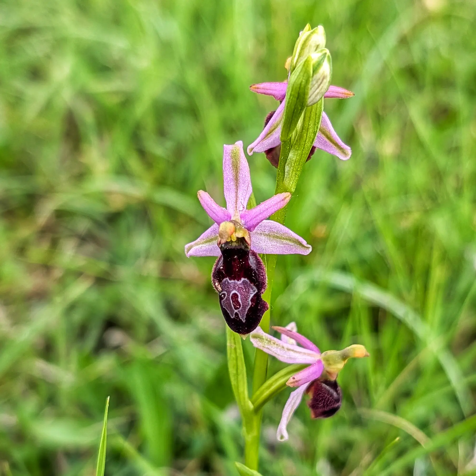 Orquídia Ophrys catalaunica amb sèpals rosat-porpra i label fosc estampat sobre tija verda, fons borrós.