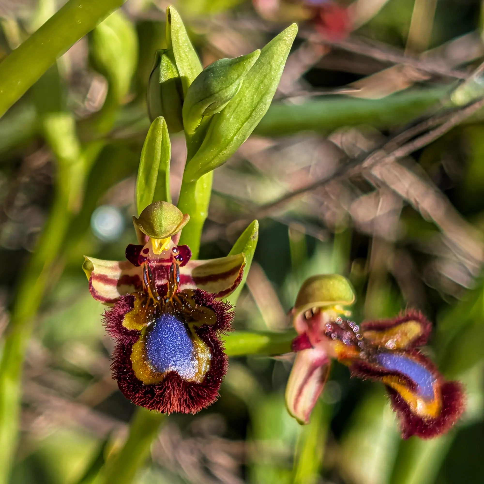 Close-up of an Ophrys speculum orchid with a shiny blue and hairy labellum, with another flower in background.