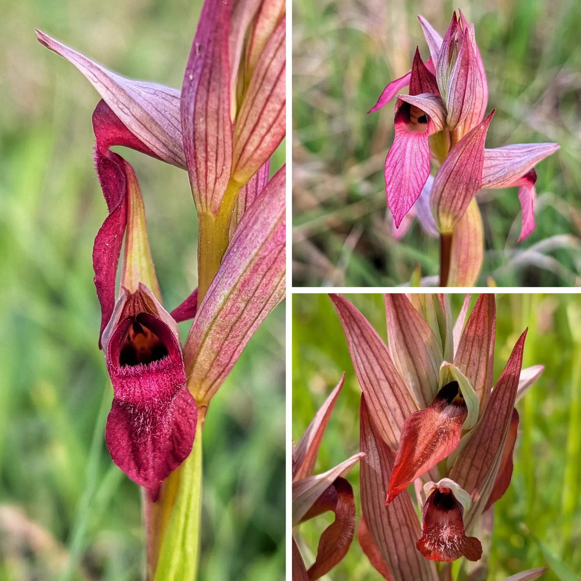 Collage d'orquídies Serapias x intermedia amb flors rosades-vermelles i llavis foscos i peluts sobre fons verd.