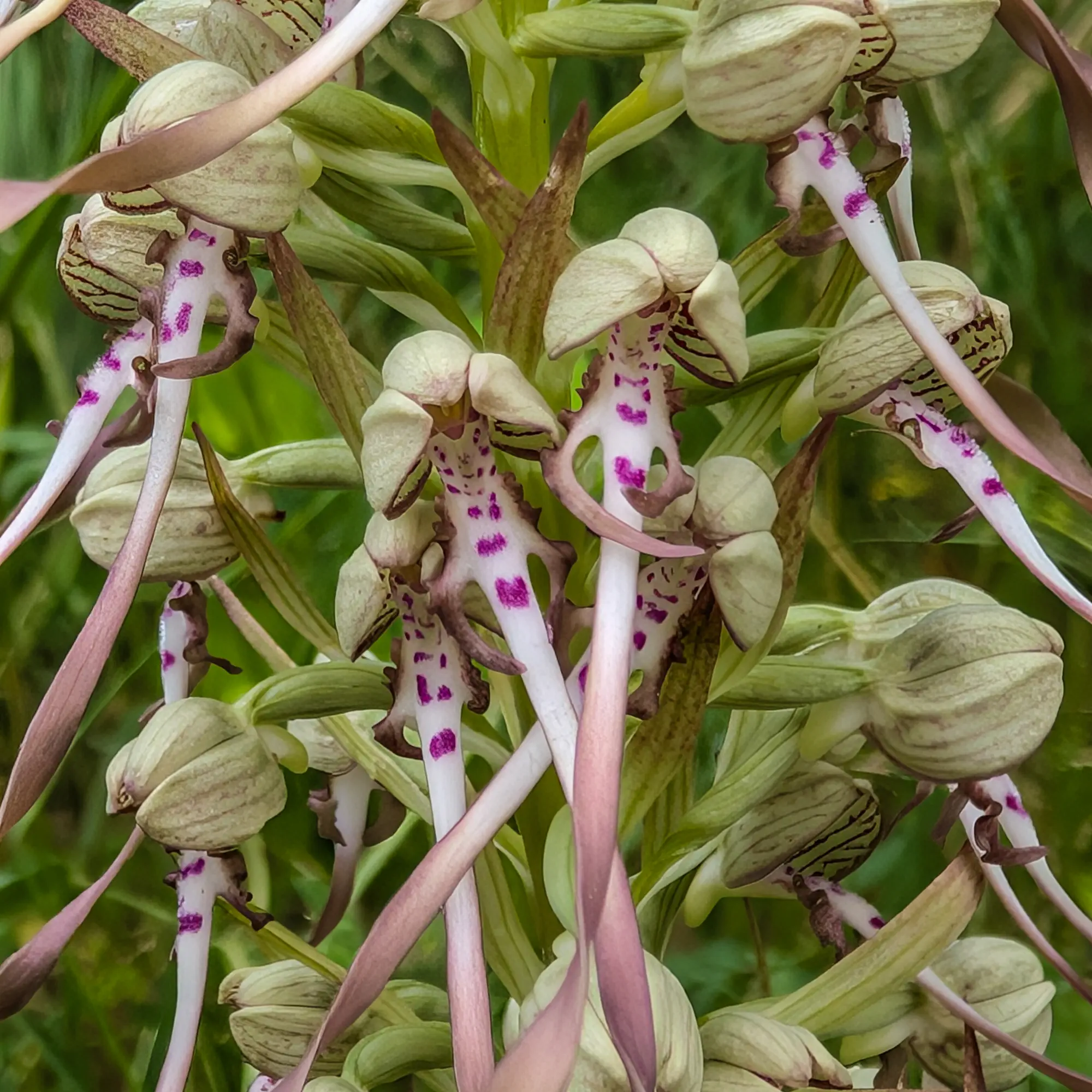 Detalle de un Himantoglossum hircinum de las Corbières (Francia)