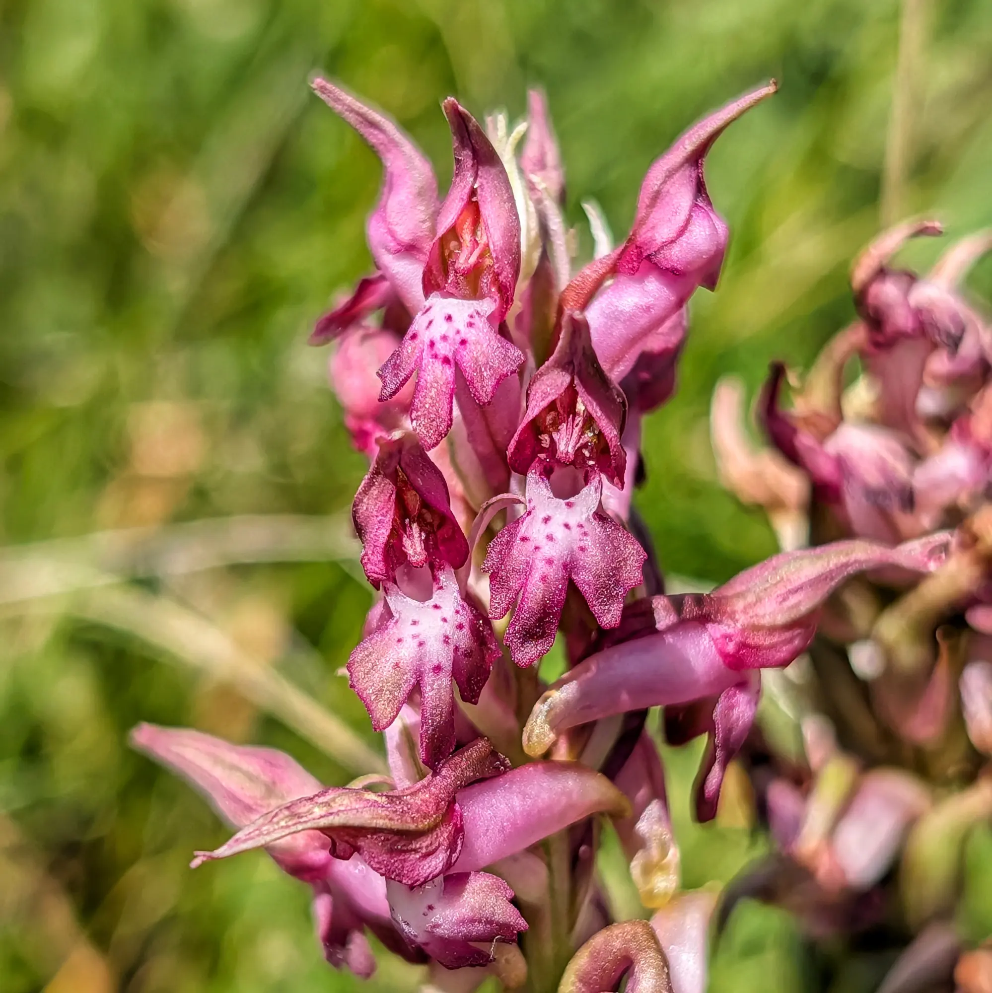 Close-up of an Anacamptis coriophora orchid with pink flowers and magenta spots against a blurred green background.