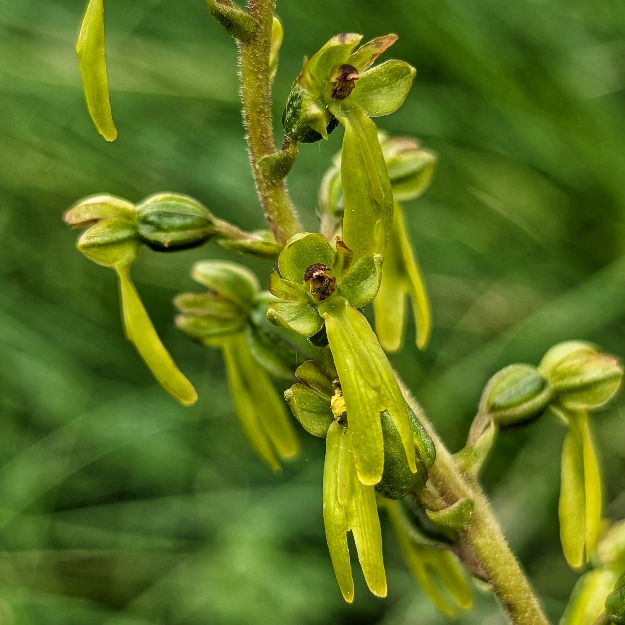 Close-up of the Neottia ovata spike, showing the shape of its two-lobed lip.