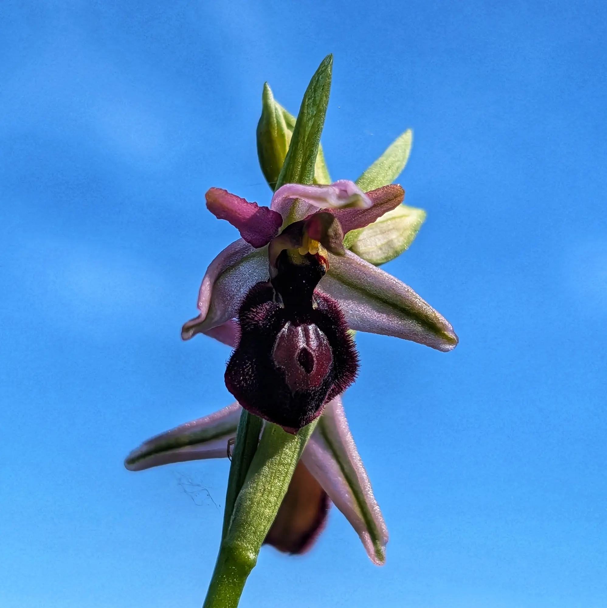 Primer pla d'una orquídia Ophrys catalaunica amb label vellutat fosc i pètals morats i verds sobre cel blau clar.