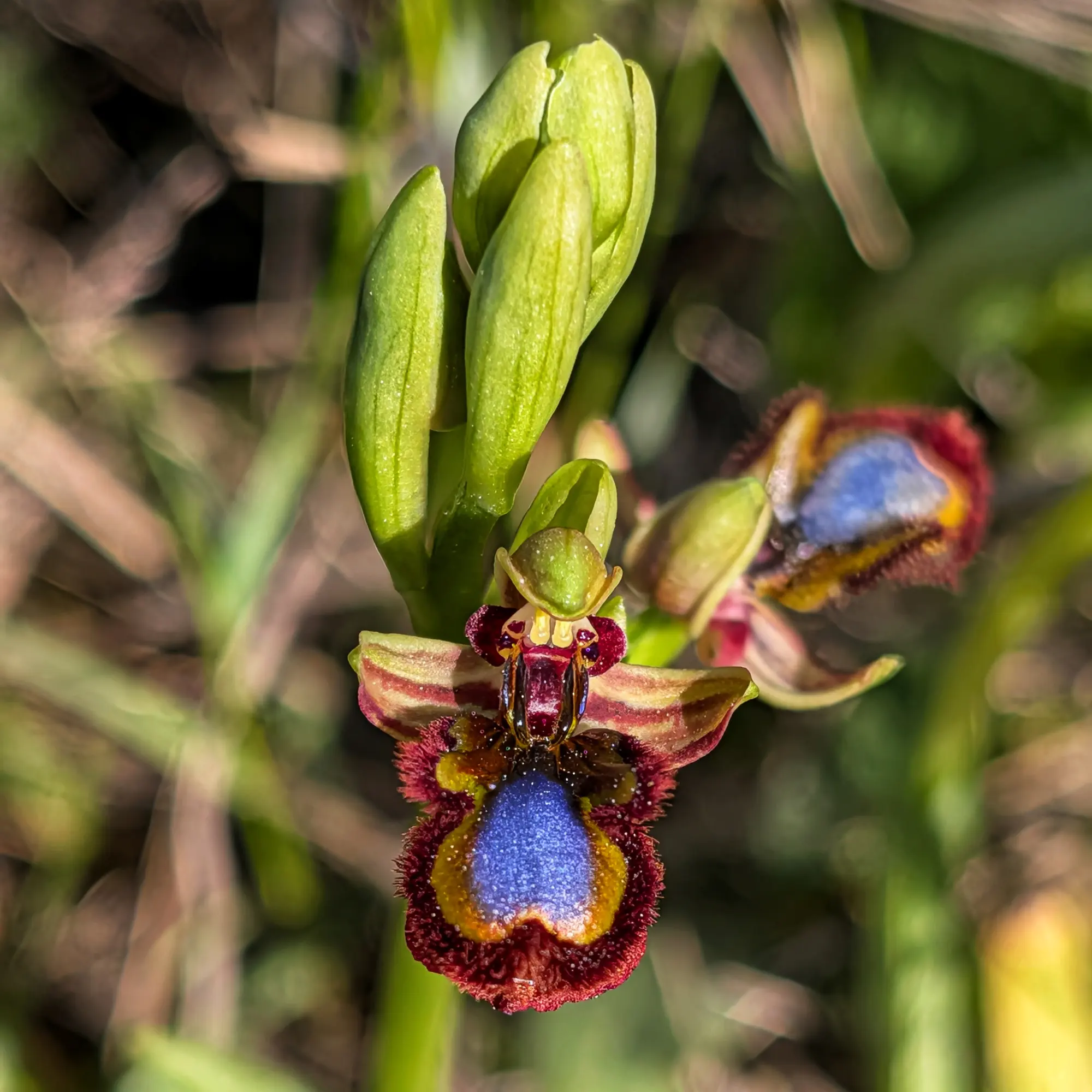 Close-up of an Ophrys speculum orchid showing iridescent blue, yellow, and red petals. Blurred green background.