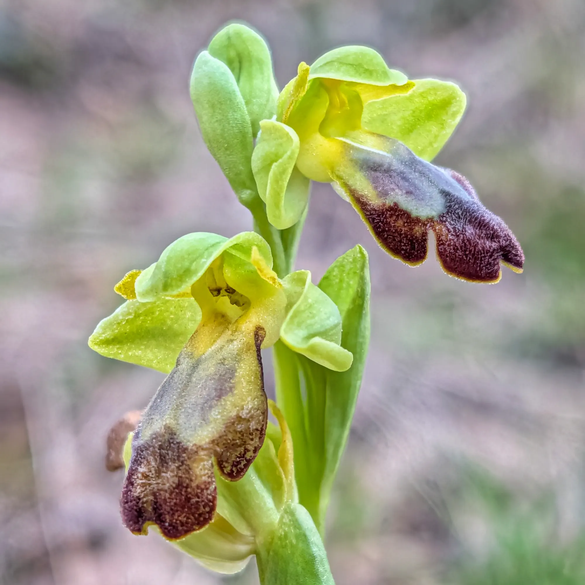Close-up of an Ophrys forestieri orchid flower, showing its characteristic petals and labellum.