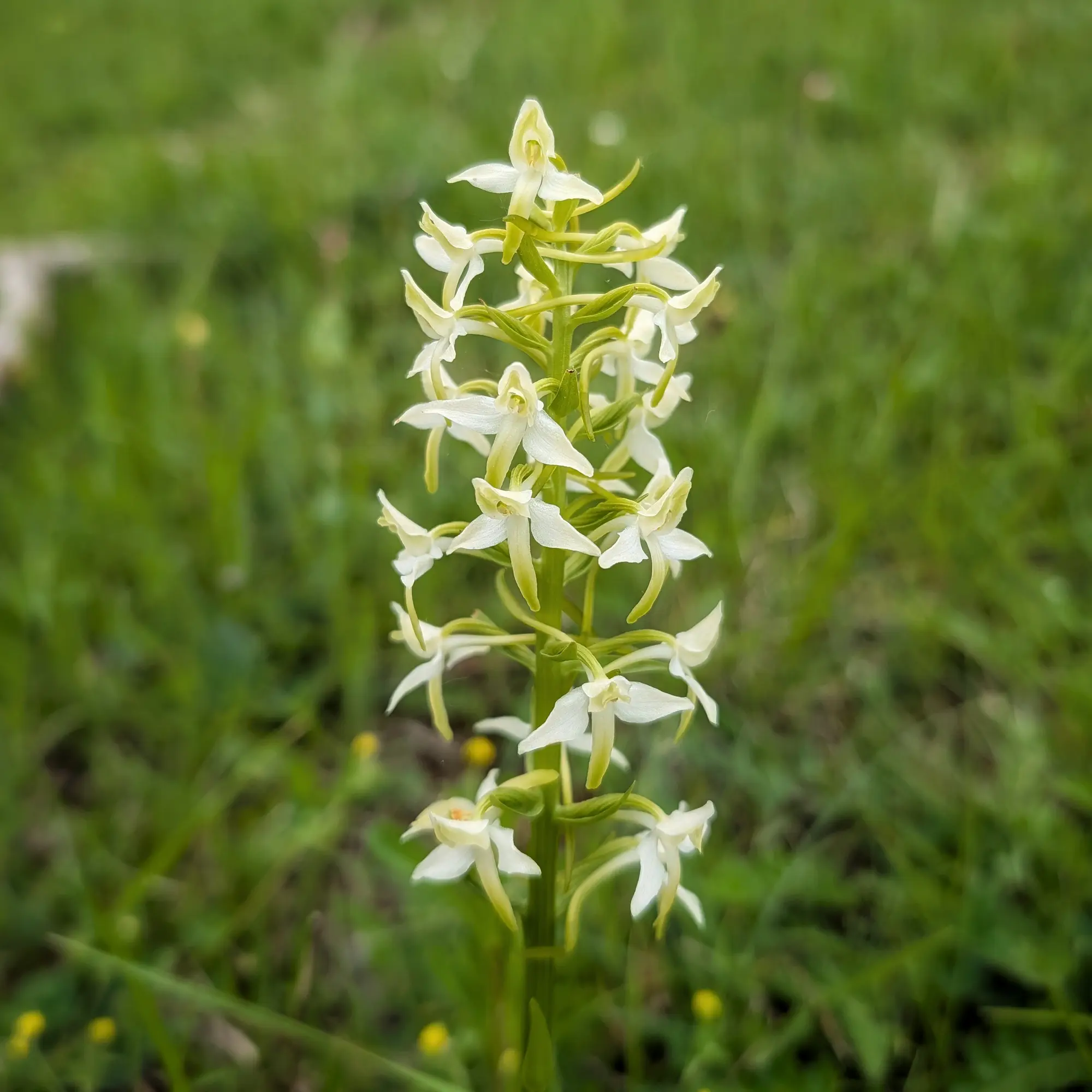 Orquídia Platanthera bifolia de flors blanques i verdoses, sobre fons verd desenfocat.