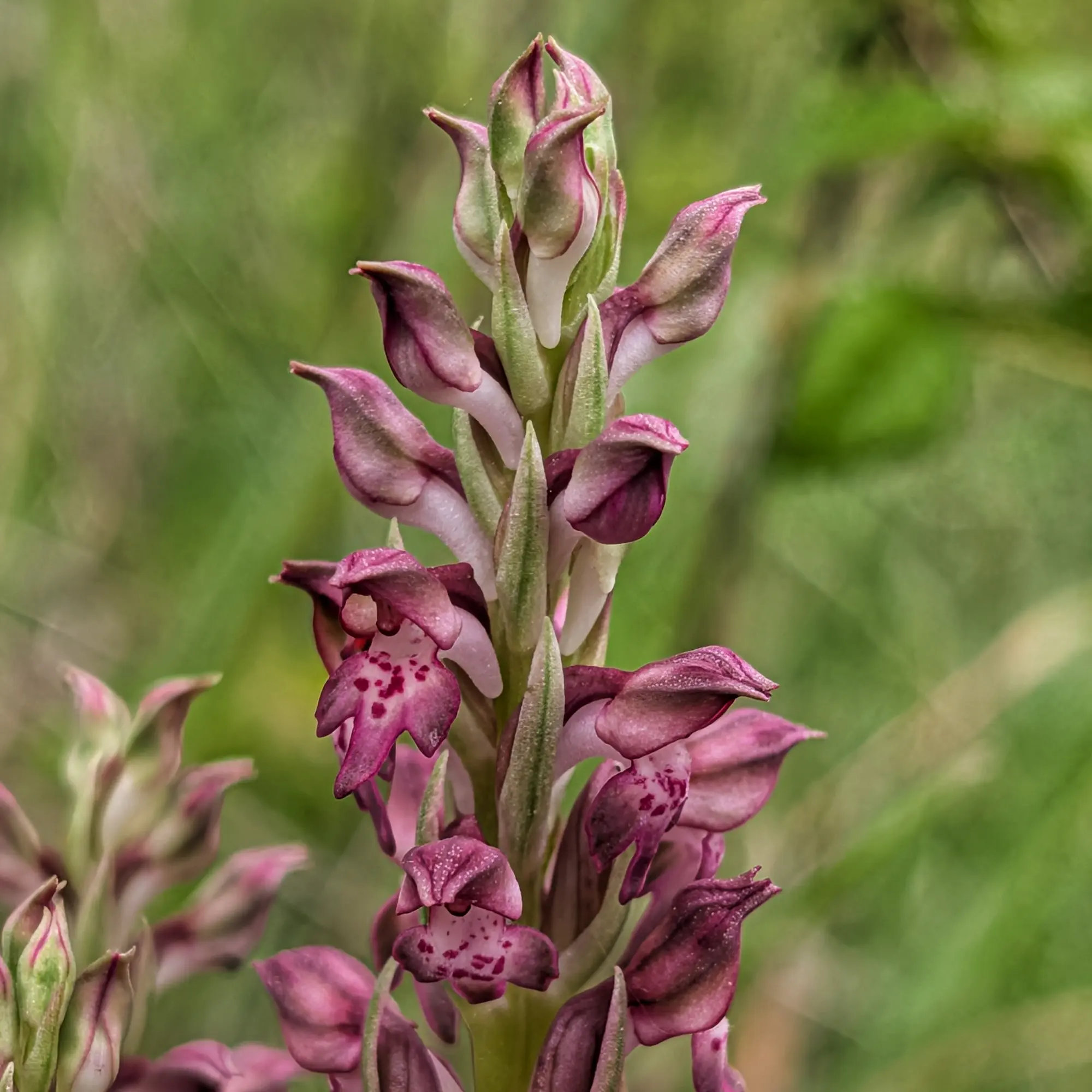 Close-up of Anacamptis coriophora subsp. fragrans orchid with purple and green flowers, blurred green background.