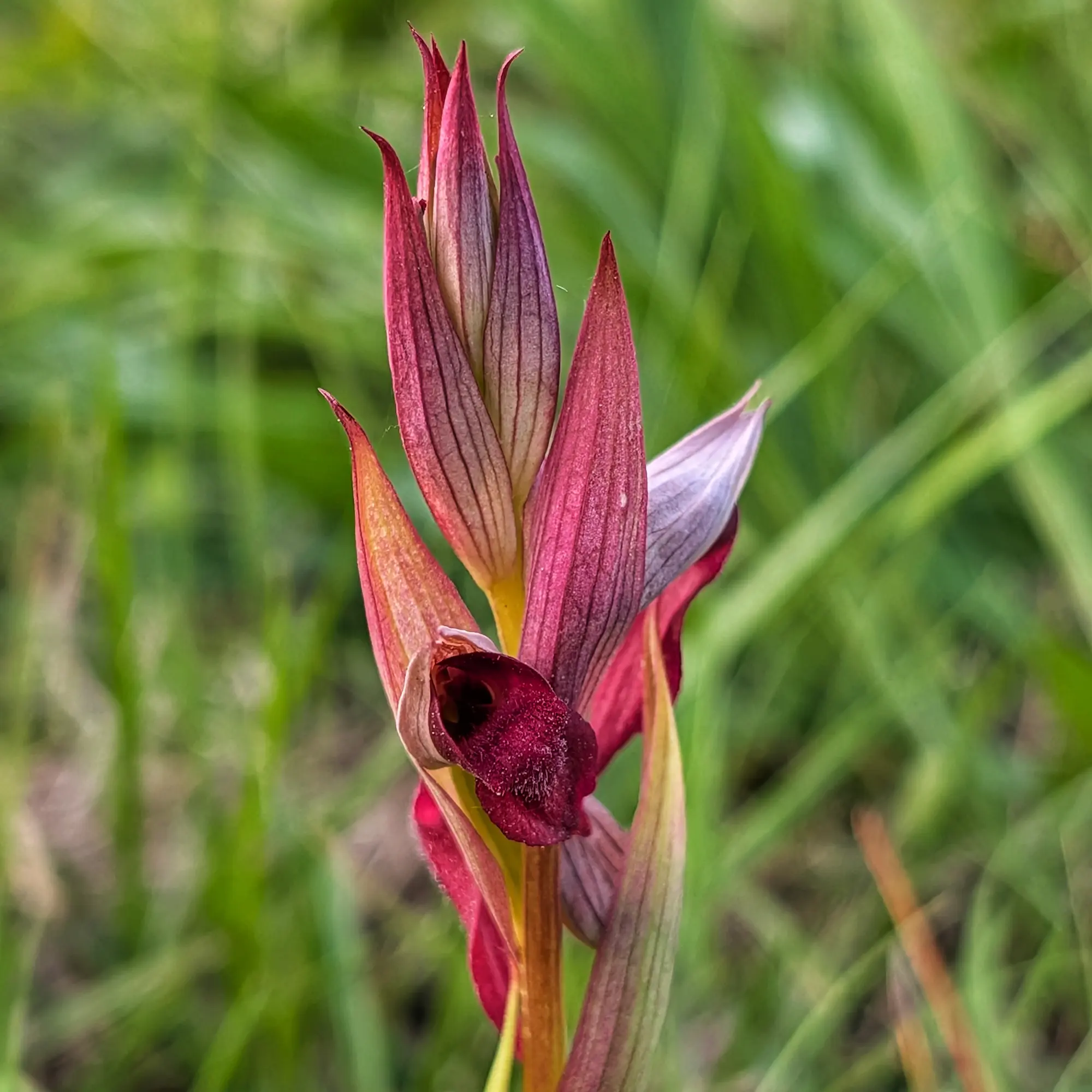 Orquídia Serapias x intermedia amb pètals morats i vermellosos sobre fons verd difús.