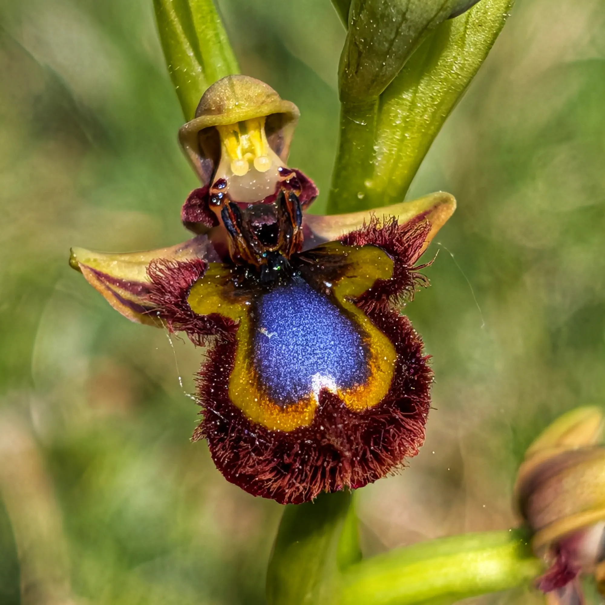 Ophrys speculum orchid with iridescent blue, yellow, dark brown labellum and white specs, on blurred green background.