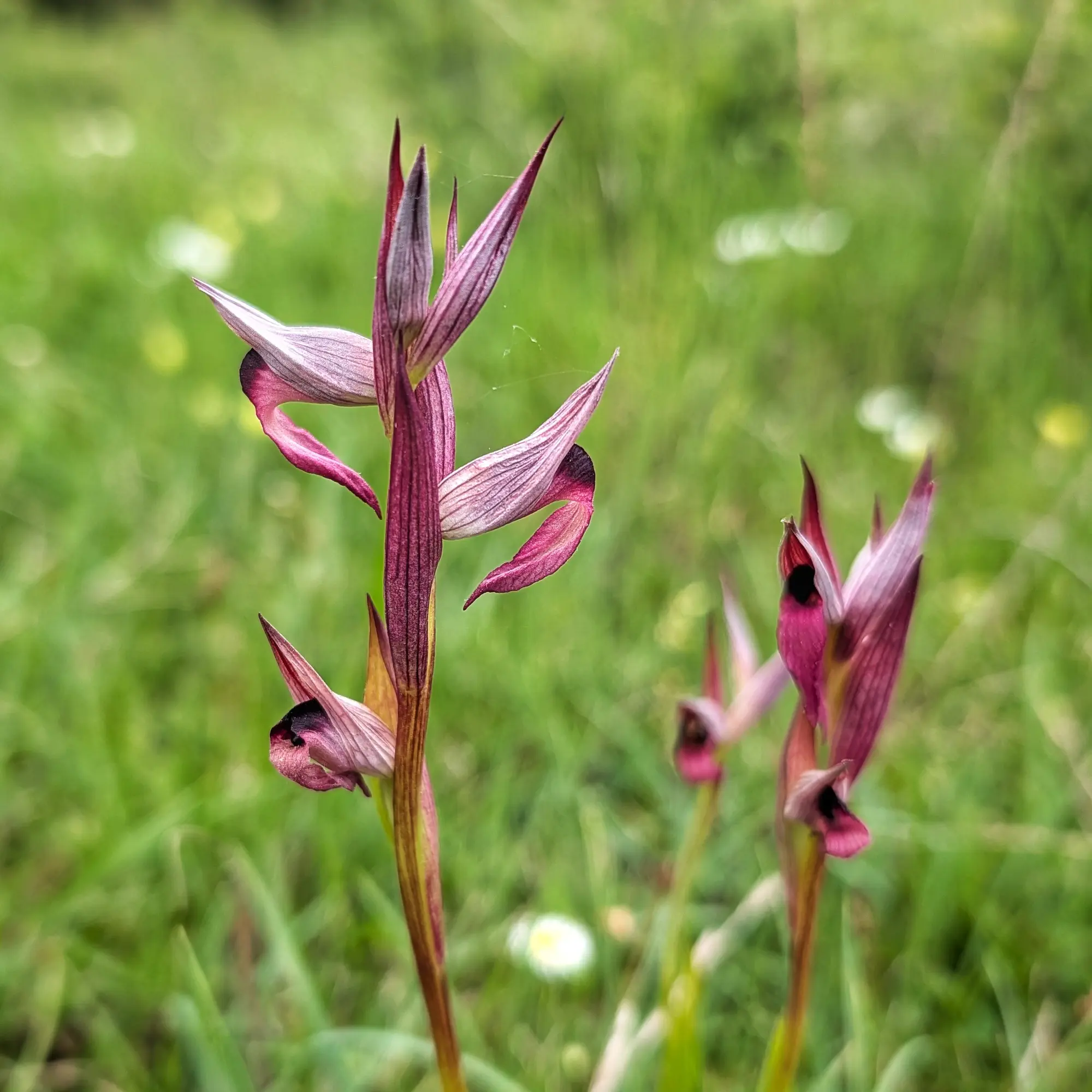 Serapias lingua orchid with distinctive magenta and purple flowers against a soft, blurred green background.