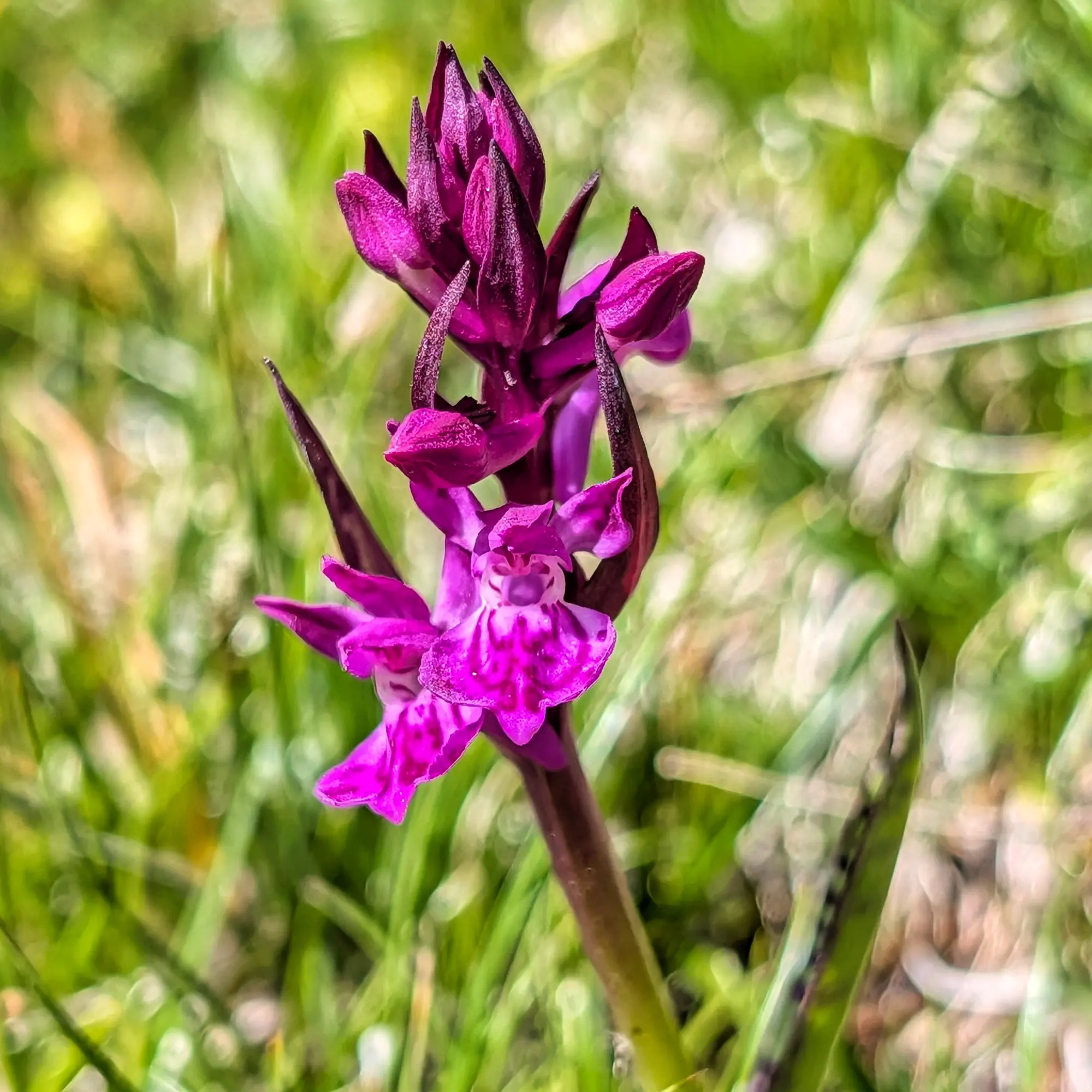 Orquídia Dactylorhiza majalis als Ibones de Barbarisa.