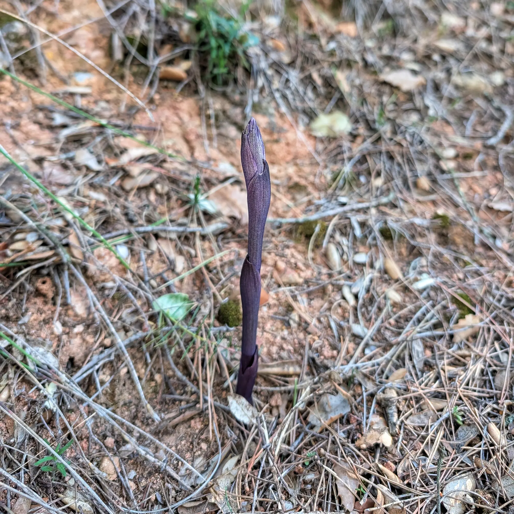 Planta de Limodorum abortivum morada fosca i esvelta emergint del terra boscós amb pinassa i fulles seques.