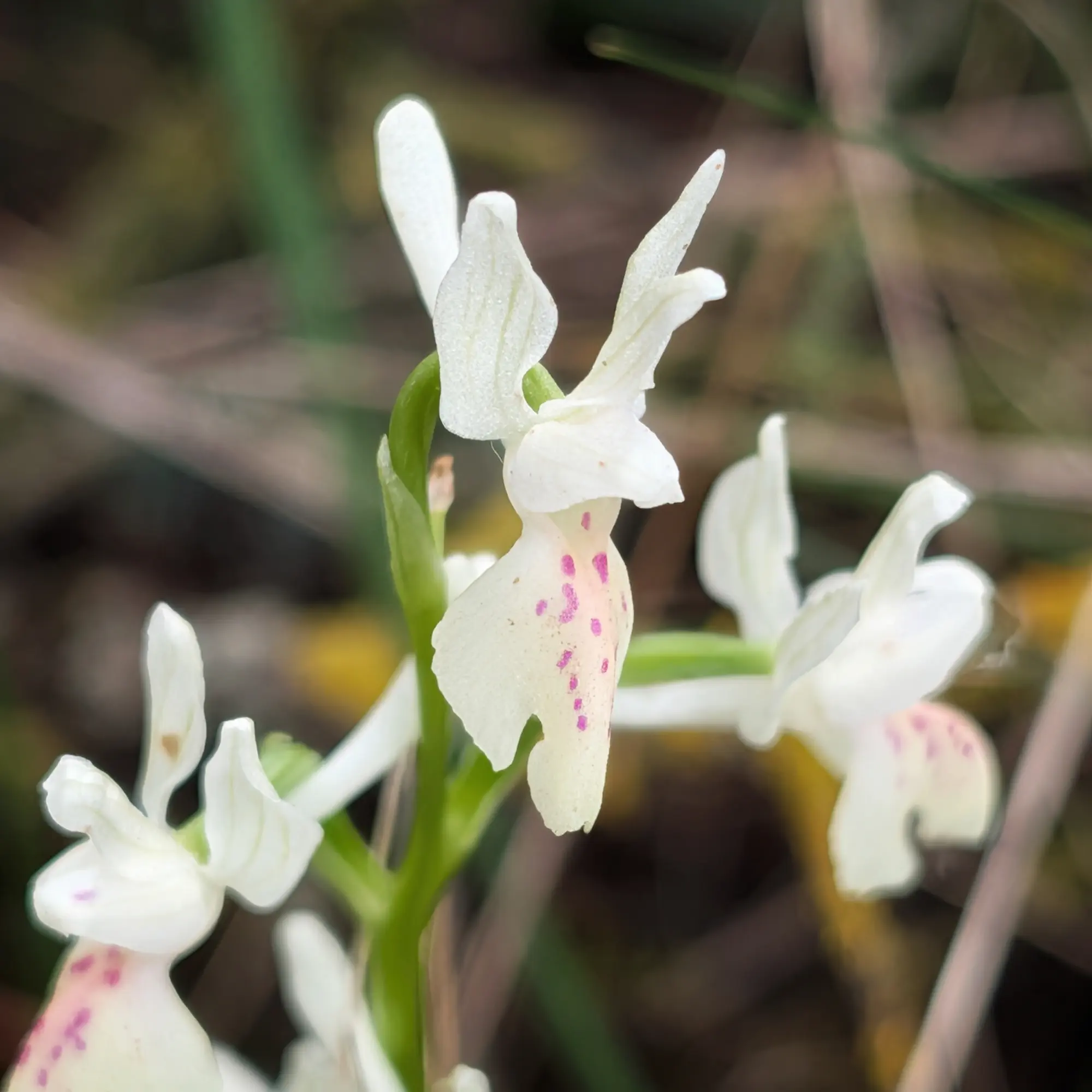 Orquídia blanca amb taques rosades (Orchis provincialis) en un entorn natural borrosa.