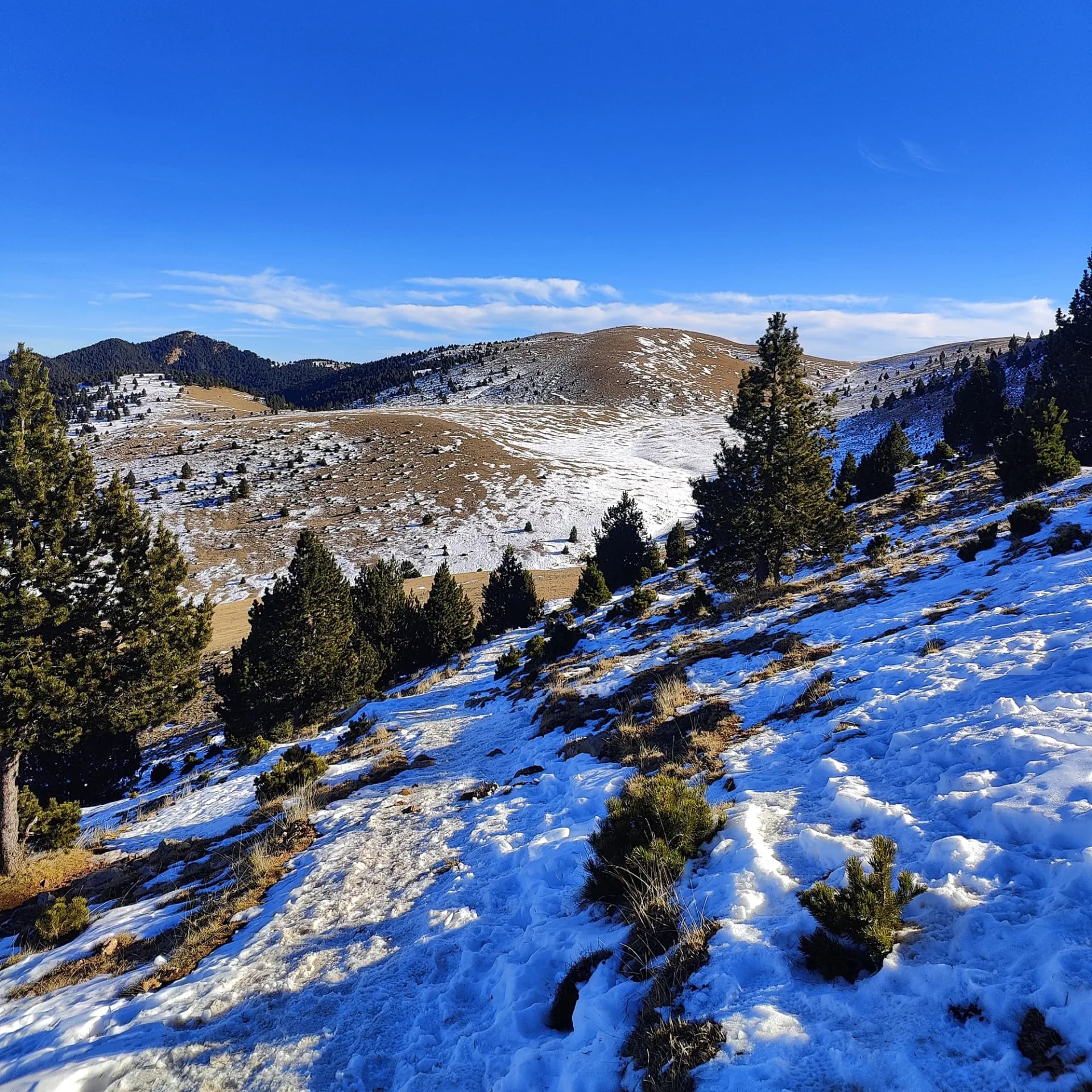 Laderas nevadas en la Serra d'Ensija con pinos verdes y cielo azul. Un sendero asciende por la nieve.