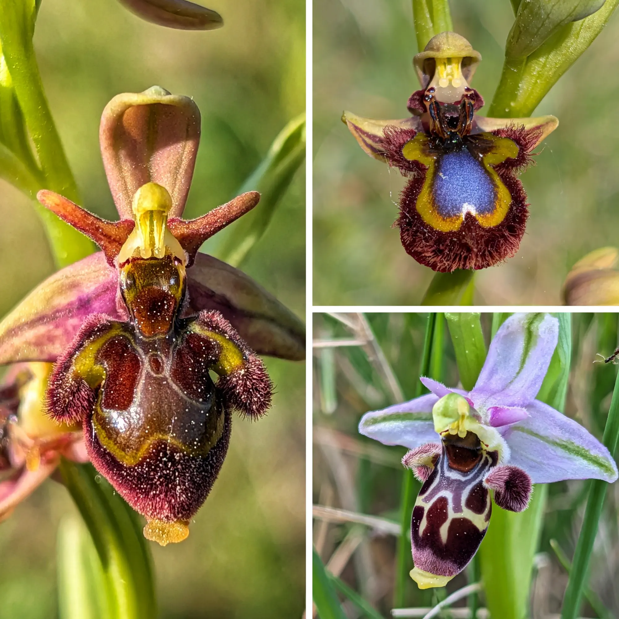 Collage macro de tres orquídeas Ophrys: el híbrido Ophrys x castroviejoi, O. scolopax y O. speculum.