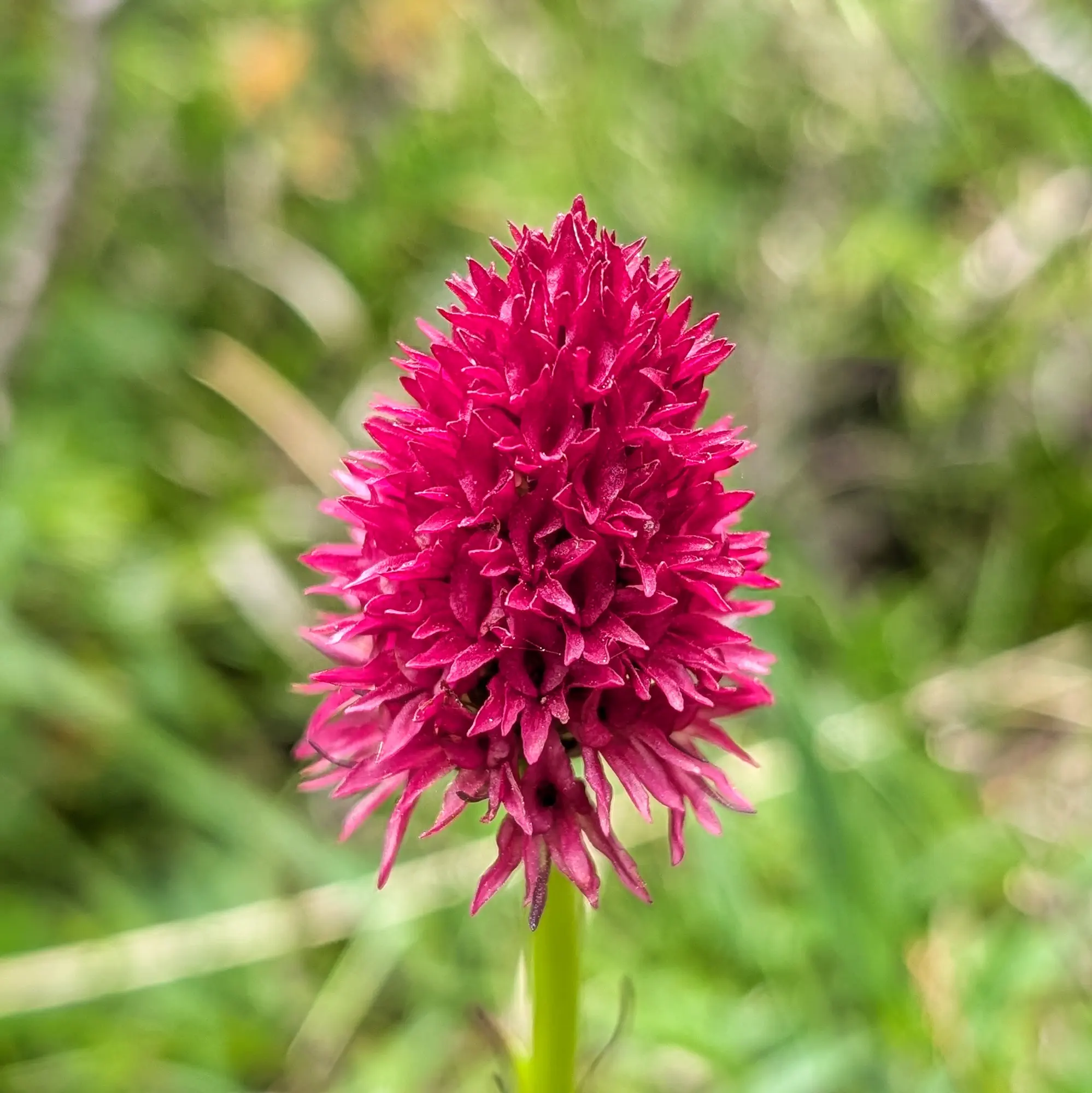 Orquídia Gymnadenia gabasiana amb flors rosa-porpra i fulles verdes en un entorn natural de muntanya.