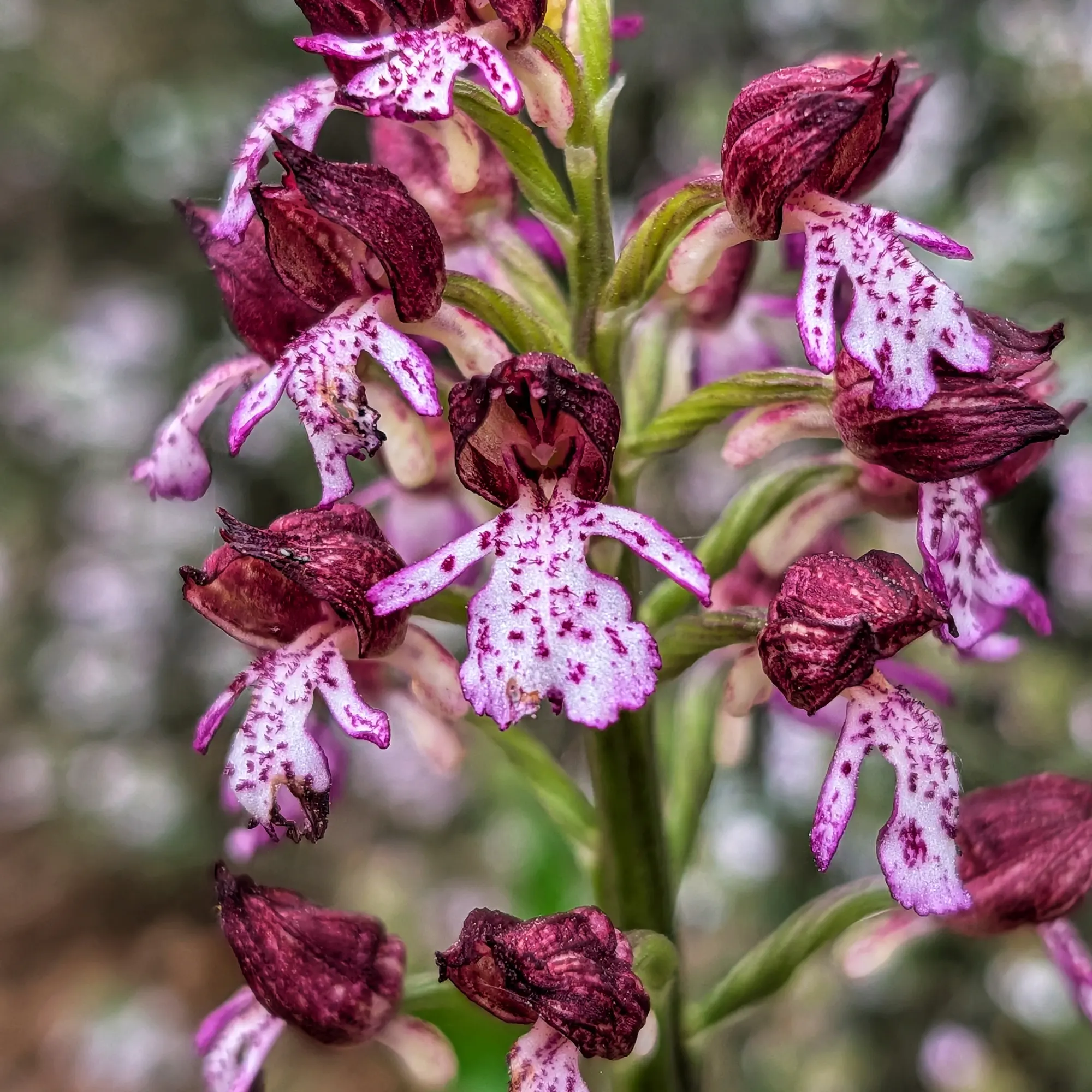 Close-up of a Lady Orchid (Orchis purpurea) showing white petals with purple spots and a dark burgundy hood on a green stem.