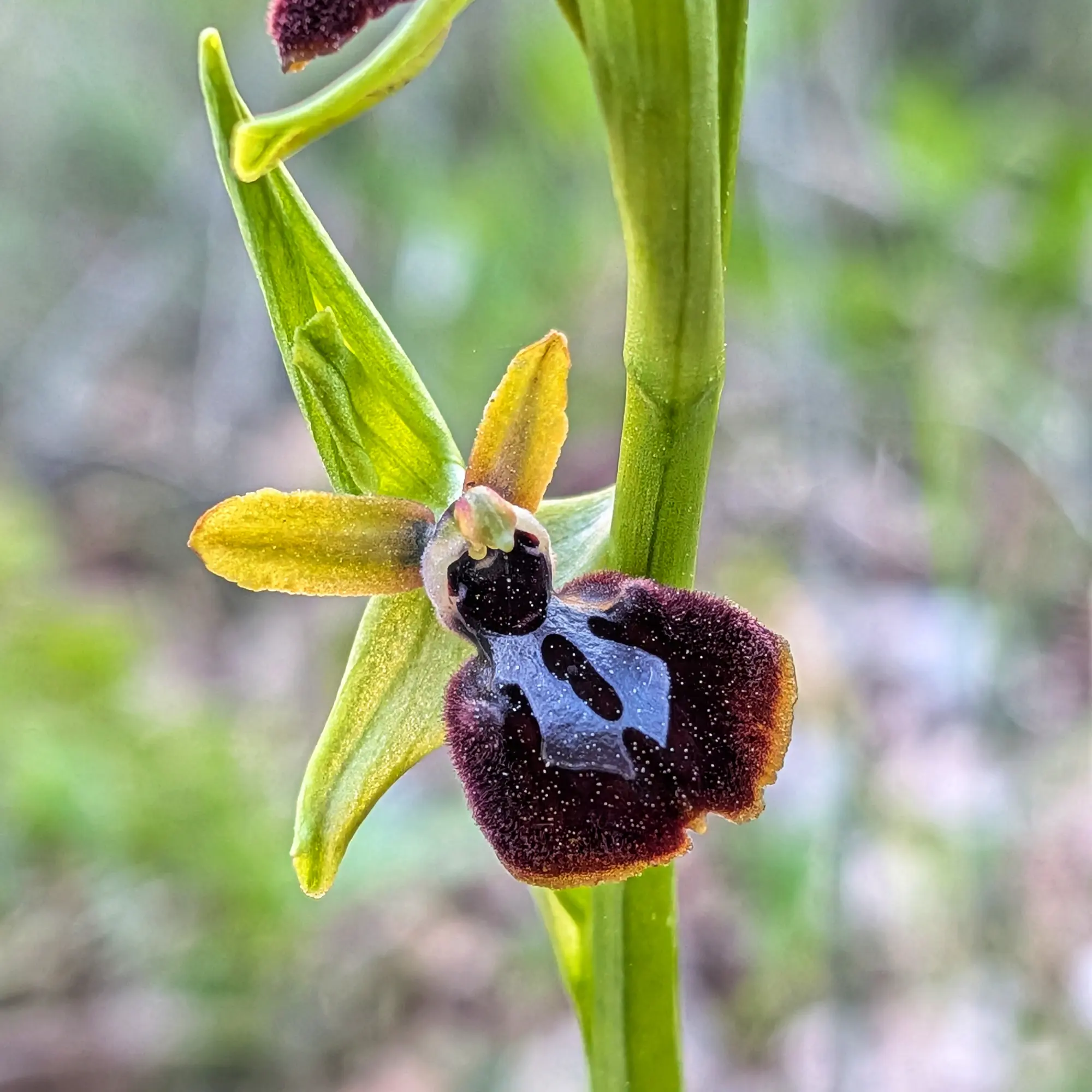 Toma macro de una orquídea Ophrys, con label oscuro aterciopelado y patrón azul, y pétalos amarillo-verdosos.