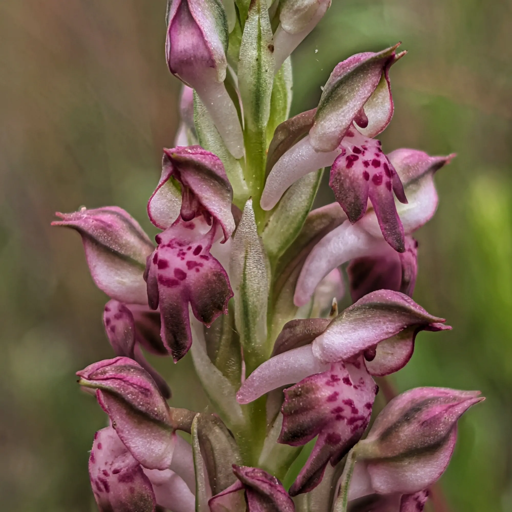 Close-up of an Anacamptis coriophora subsp. fragrans orchid inflorescence, featuring pink flowers with purple spots.