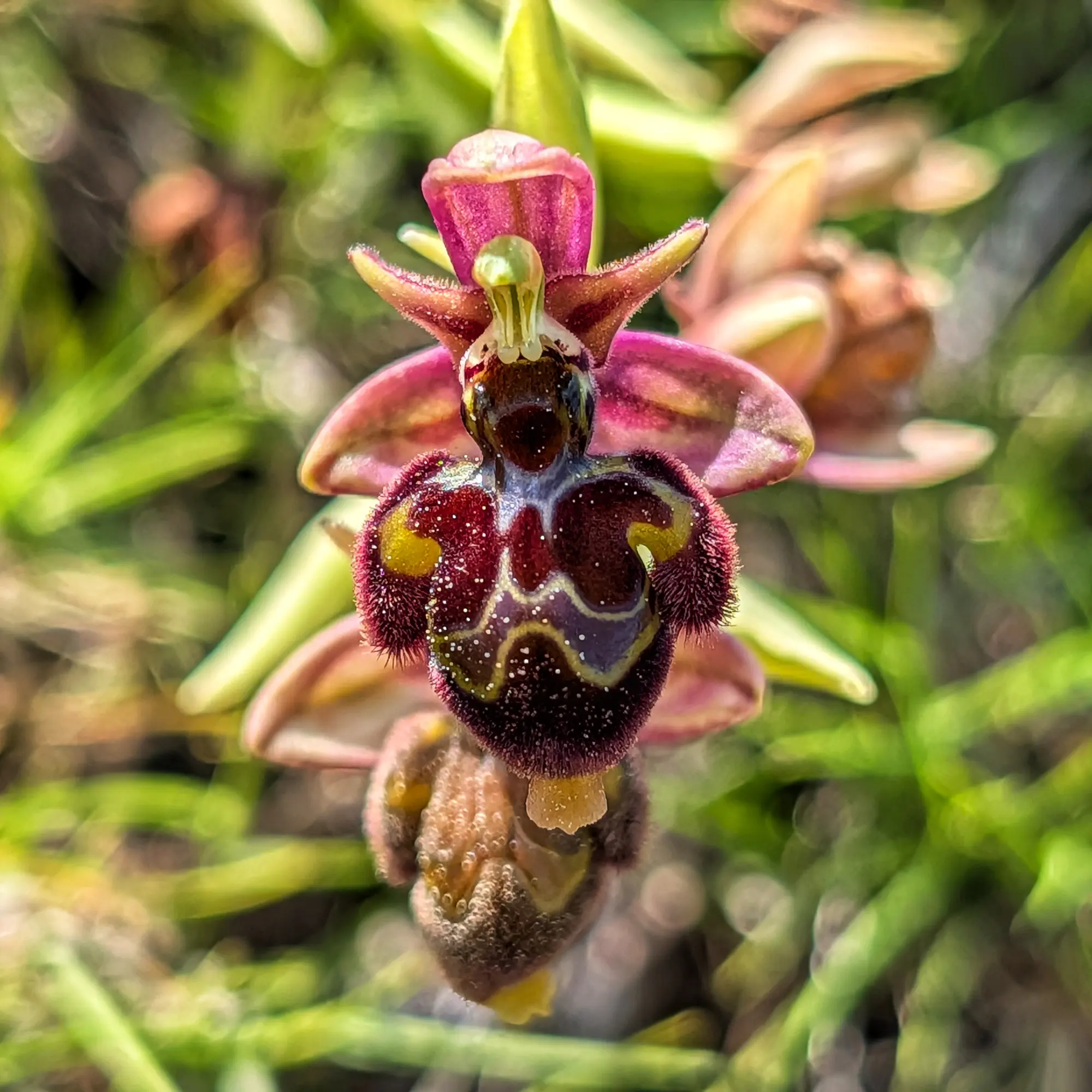 Primer plano de Ophrys x castroviejoi, orquídea con pétalos rosados y label marrón oscuro aterciopelado con marcas amarillentas.