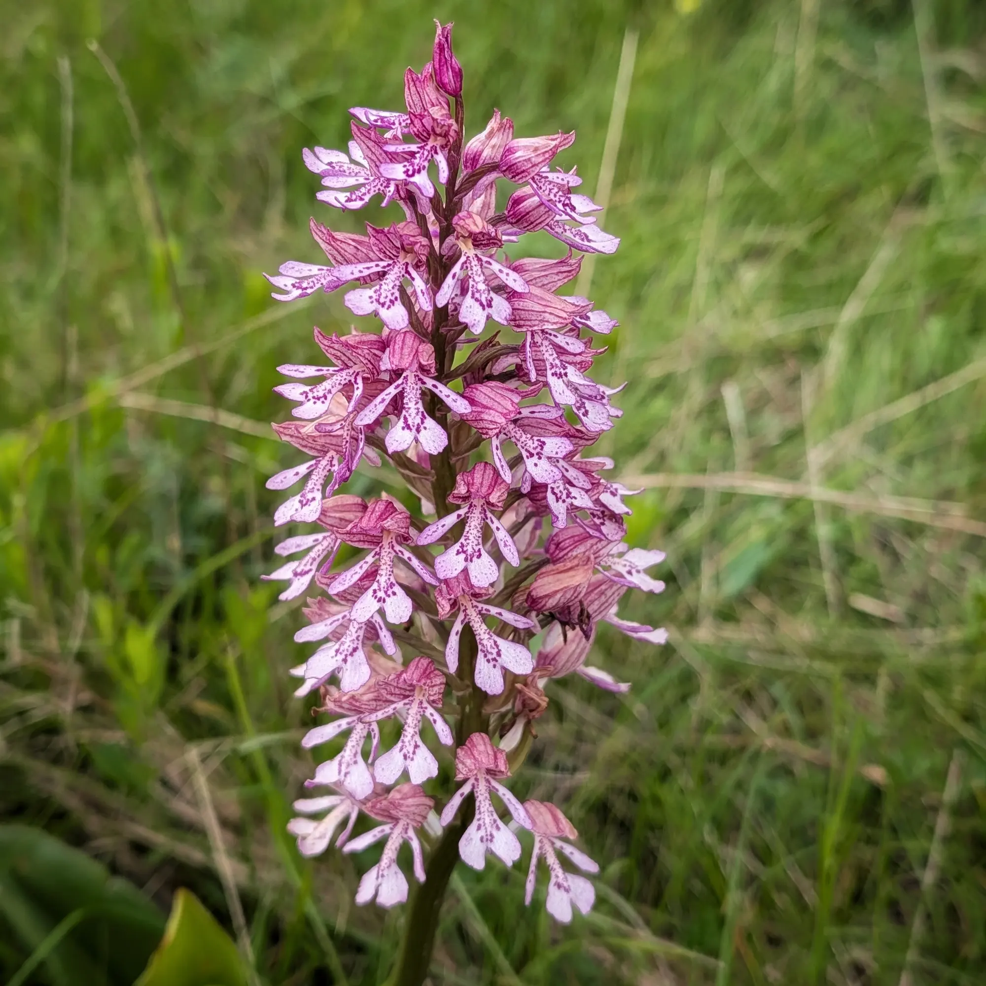 Orquídia híbrida Orchis ×hybrida amb flors malves i taques, sobre fons verd.