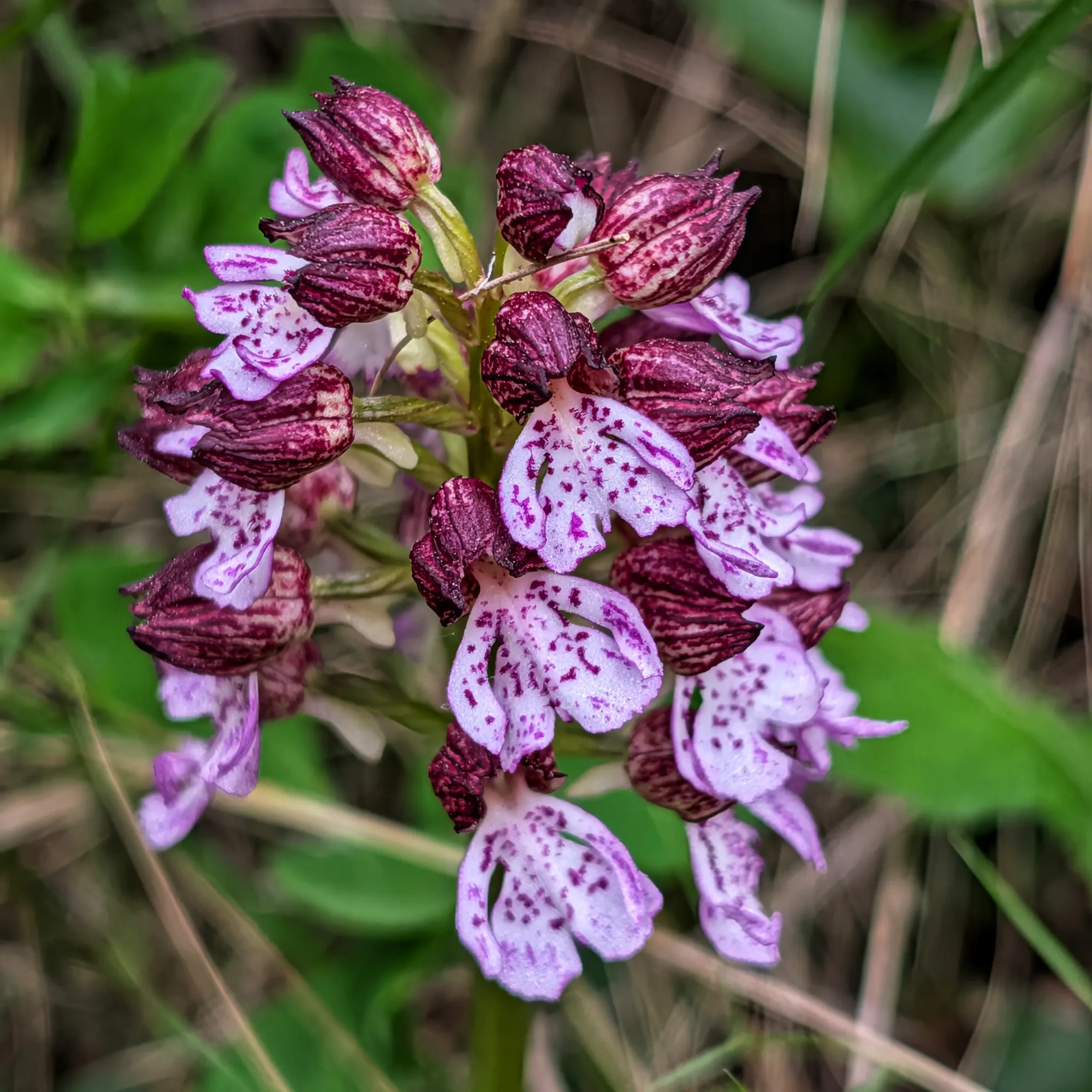 Orchis purpurea con flores blancas y manchas moradas, capuchón oscuro. Alt Empordà.