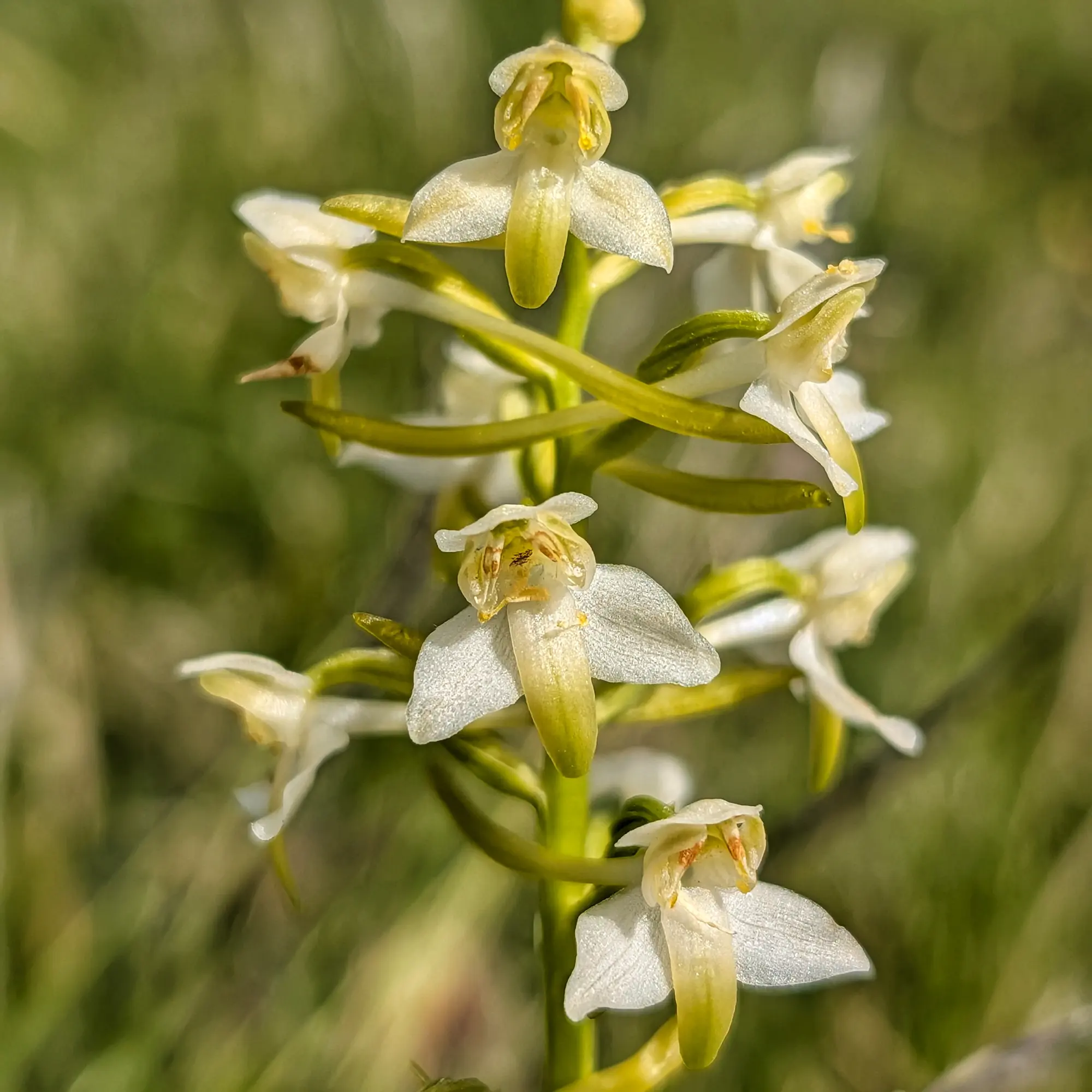 Platanthera chlorantha, una orquídia blanc-verdosa amb flors delicades, en el seu hàbitat natural.