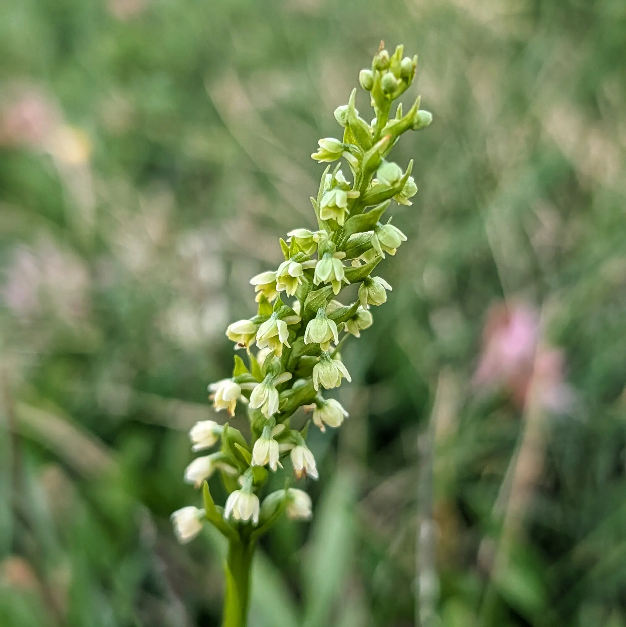 Primer pla d'una orquídia Pseudorchis albida. Tija alta coberta de flors petites de color verd-blanc pàl·lid en un entorn natural.