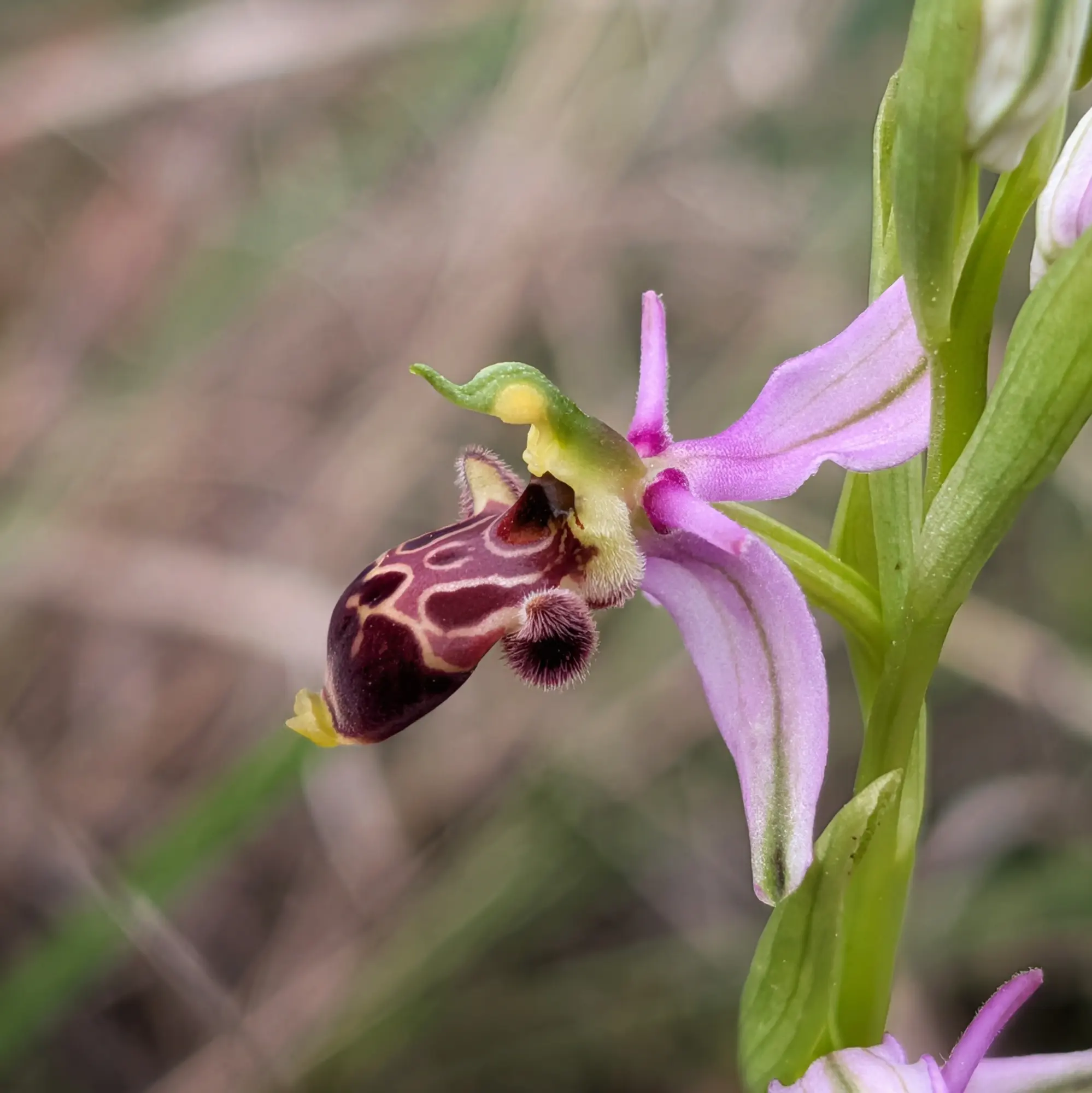 Close-up of Ophrys scolopax subsp. picta orchid; dark reddish-brown patterned labellum, pinkish-purple petals.