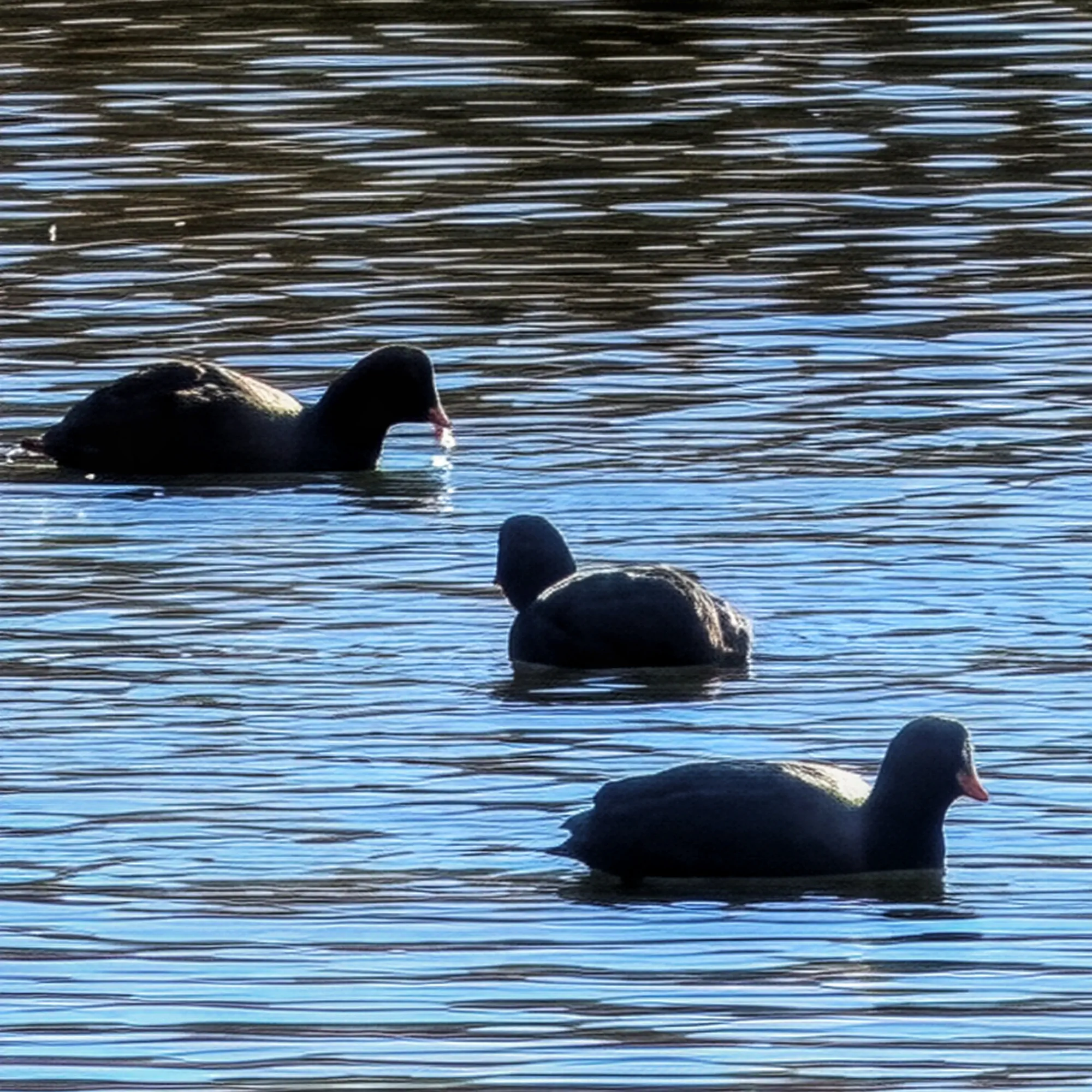 Ànecs a la riba de l'Estany de Banyoles
