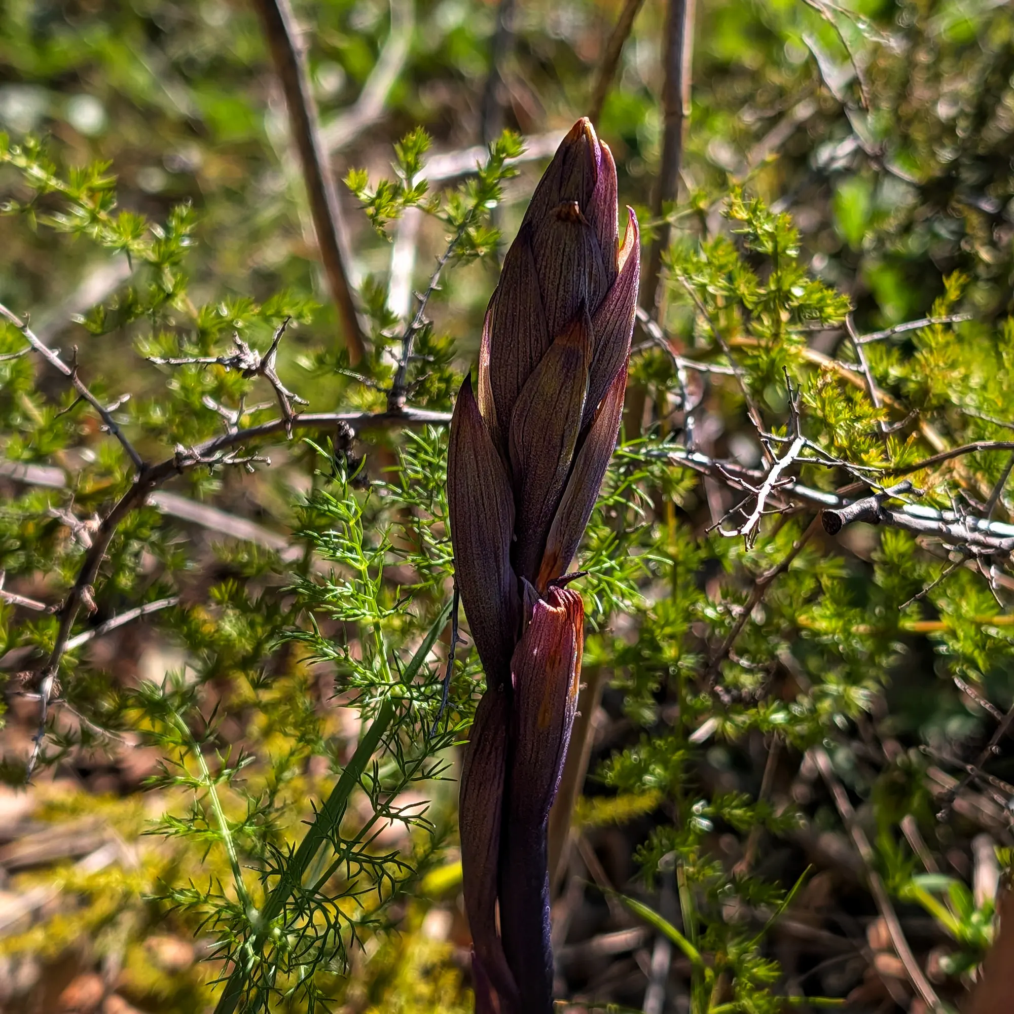 Limodorum abortivum orchid in bud, purple-brown, against a blurred green natural background.