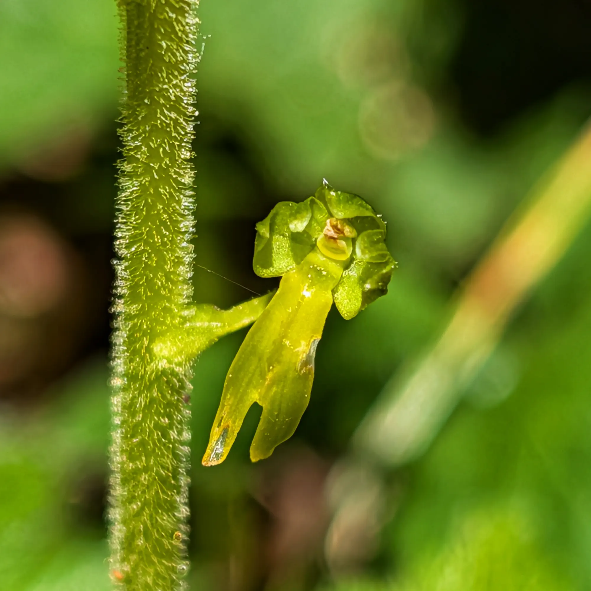 Close-up of a green-yellow Neottia ovata flower with droplets, on a hairy stem against a diffuse green background.