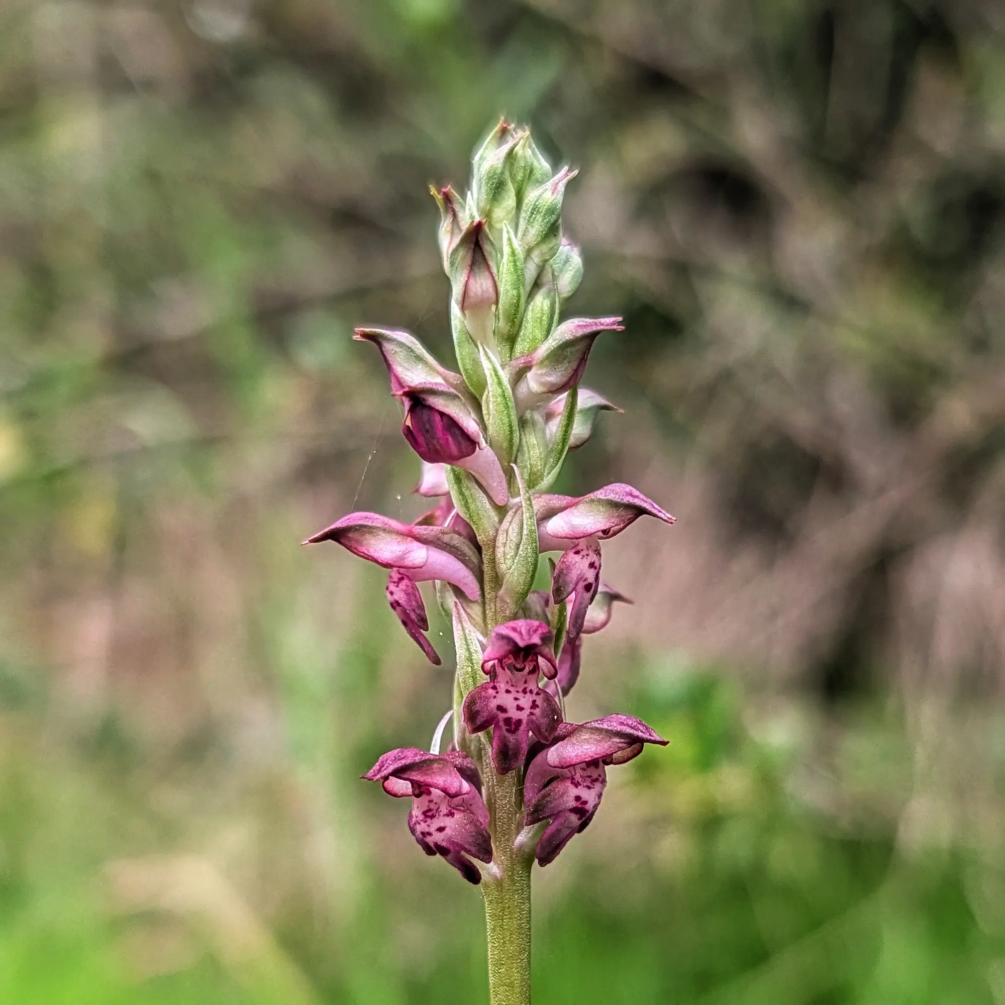 Anacamptis coriophora subsp. fragrans orchid with purple and green flowers, against a blurred natural background.