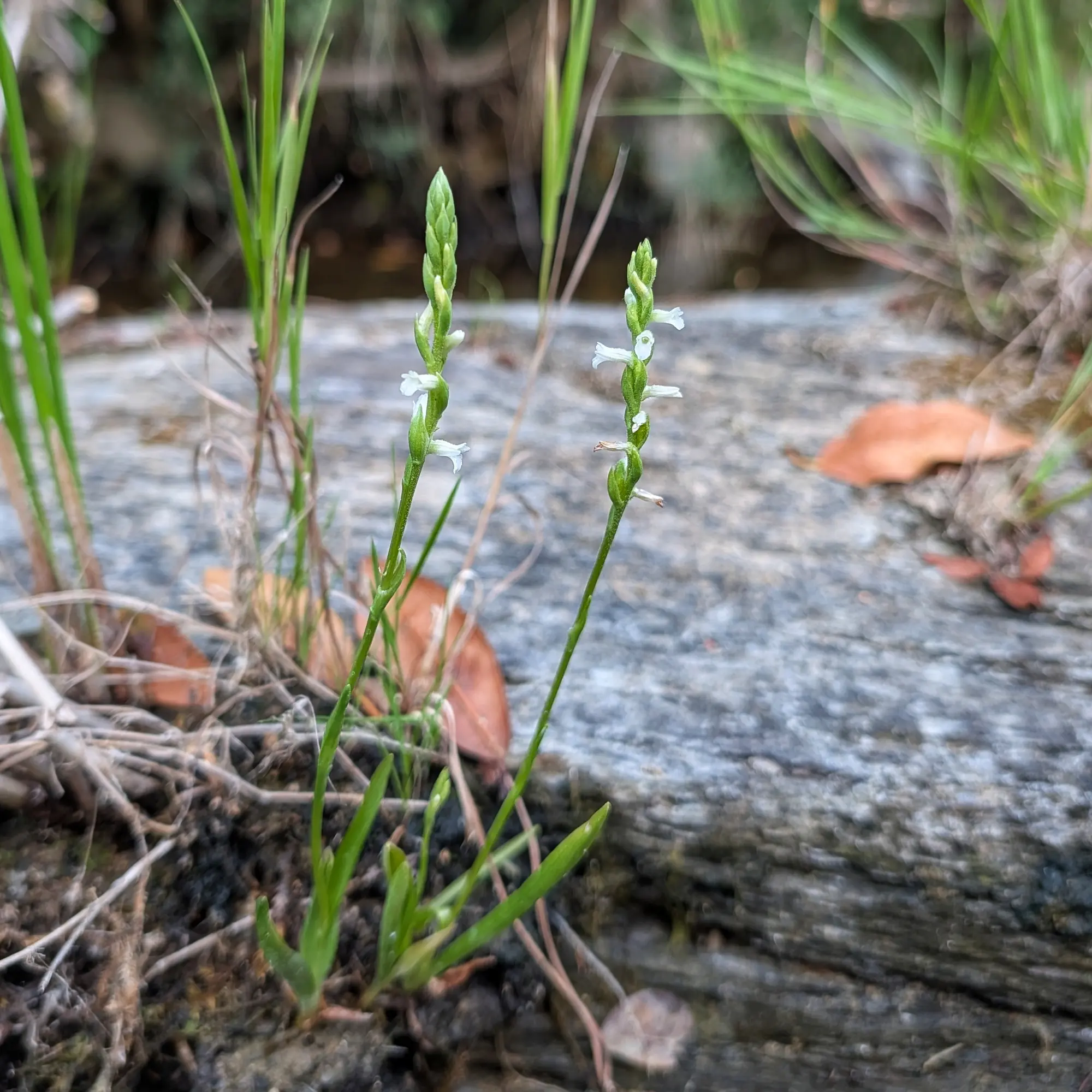 Primer pla de dues orquídies Spiranthes aestivalis amb petites flors blanques espirals sobre tiges verdes, amb roca i fullatge.