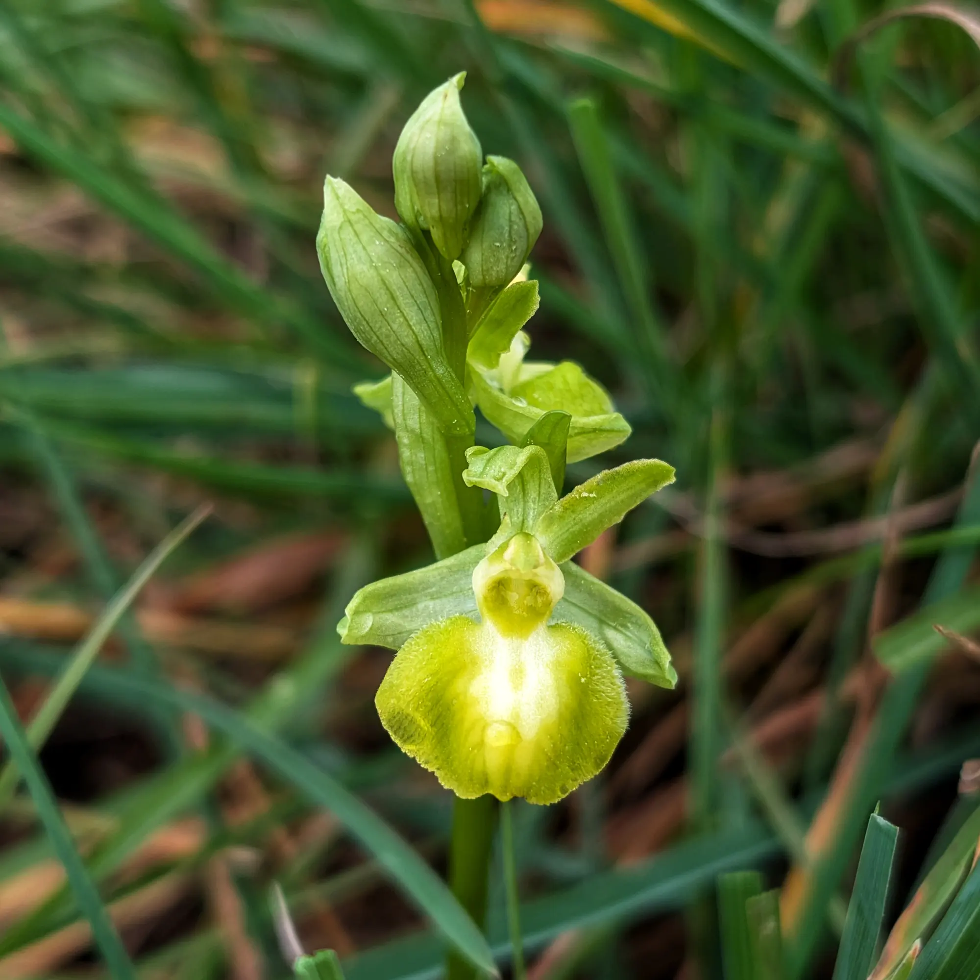 Orquídia Ophrys arachnitiformis hipocromàtica de color verd pàl·lid i groc, amb cabdells sobre herba verda.