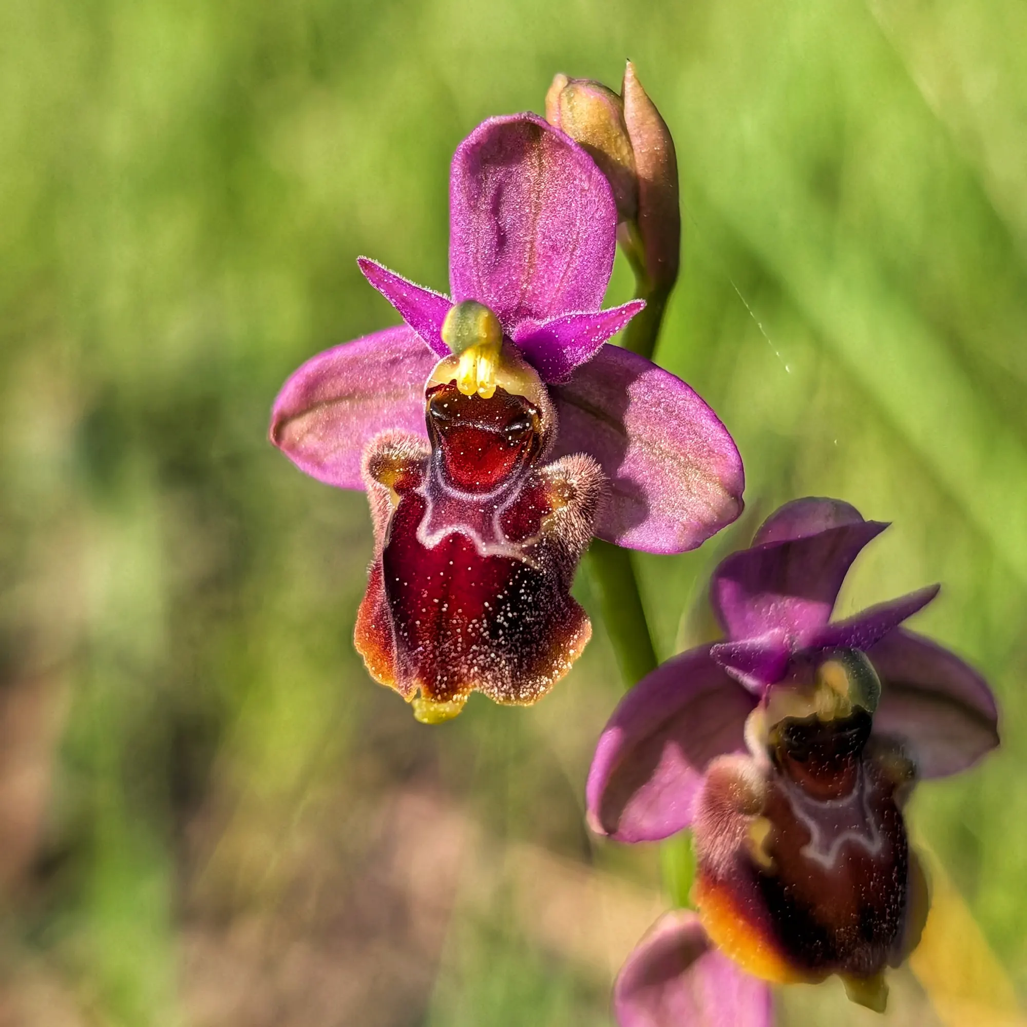 Primer pla d'una orquídia híbrida Ophrys x peltieri, amb pètals magenta i label vermell fosc pelut.