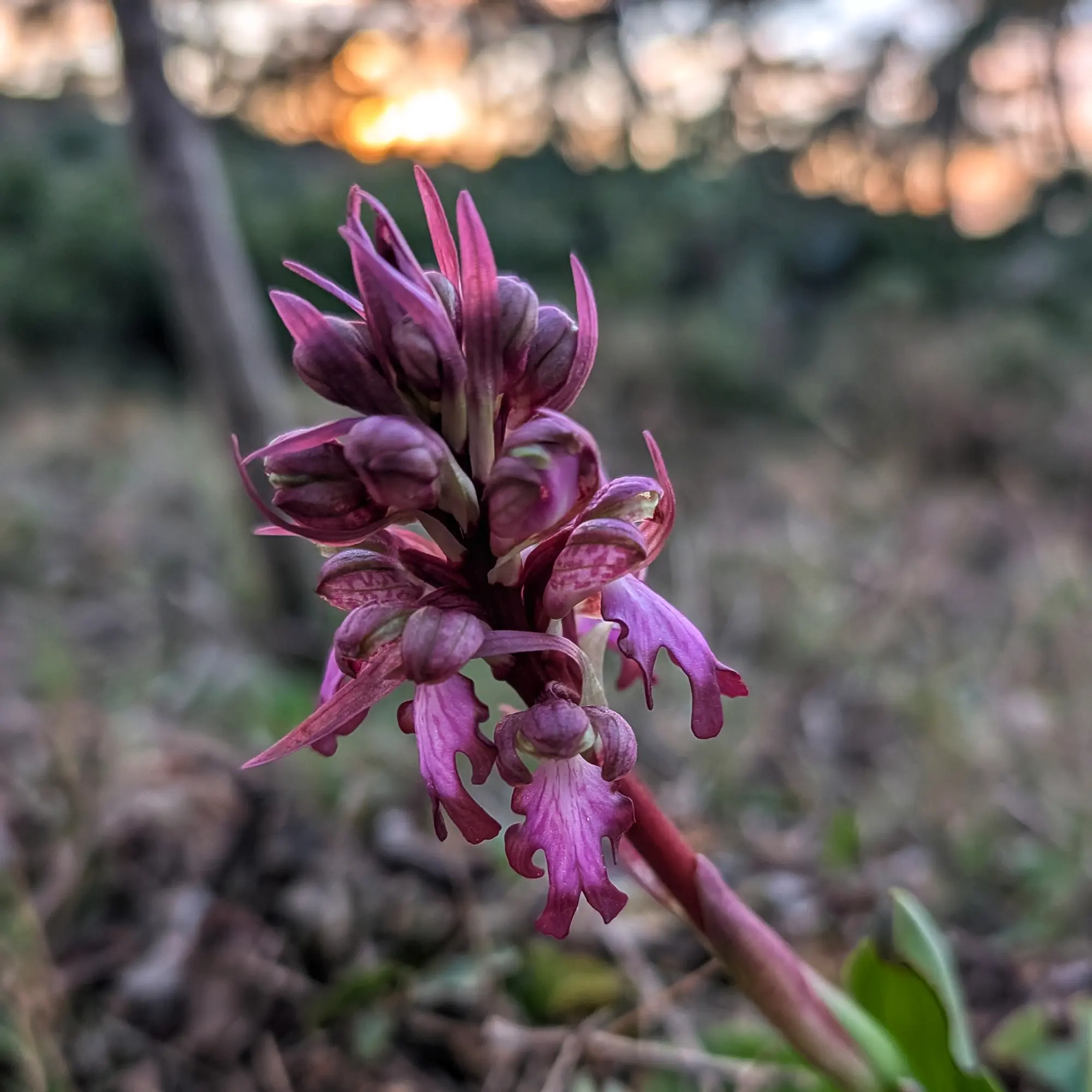 Orquídia Himantoglossum robertianum amb flors roses-vermelloses al Montgrí.