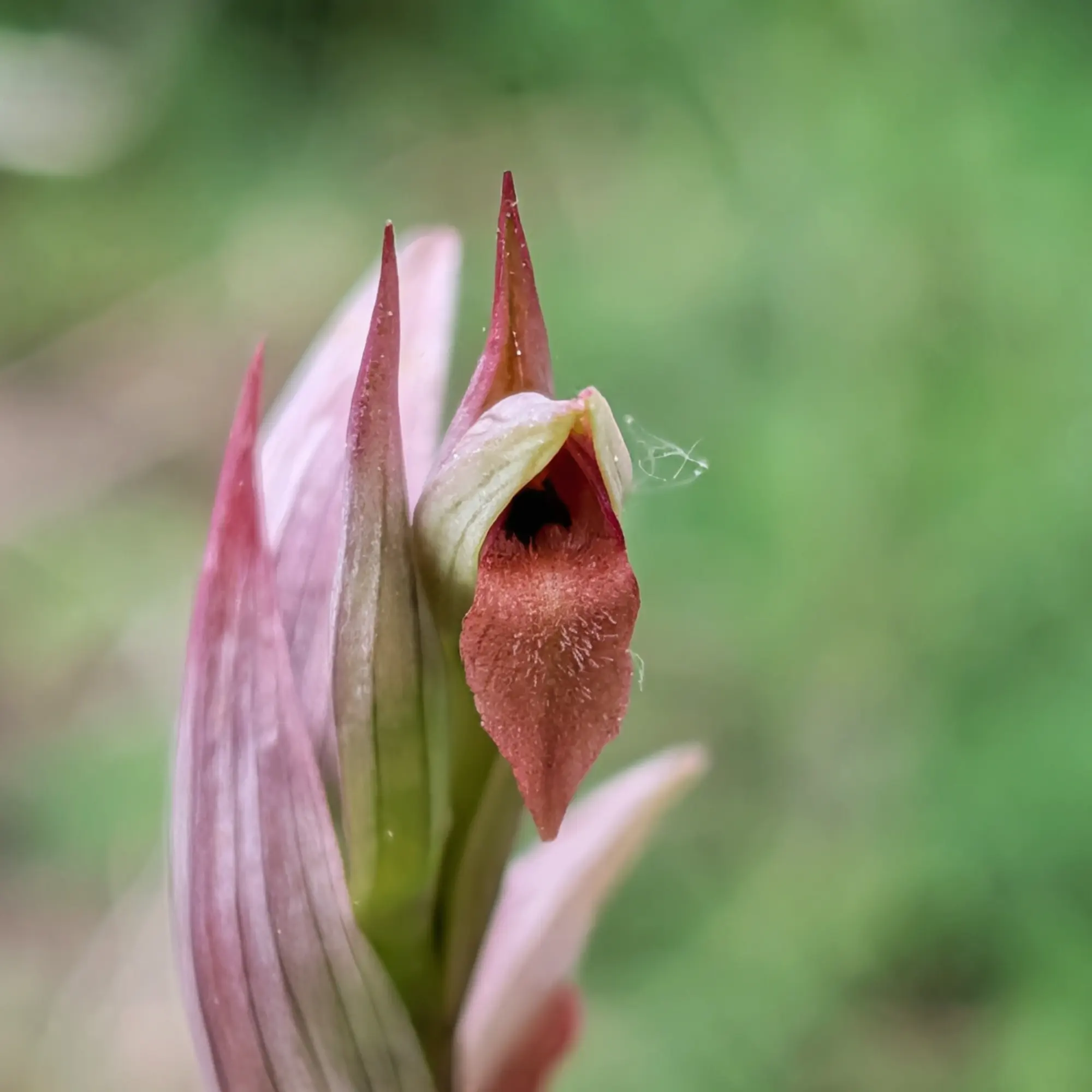 Close-up of Serapias parviflora orchid, velvety reddish-brown labellum, creamy petals, soft green background.