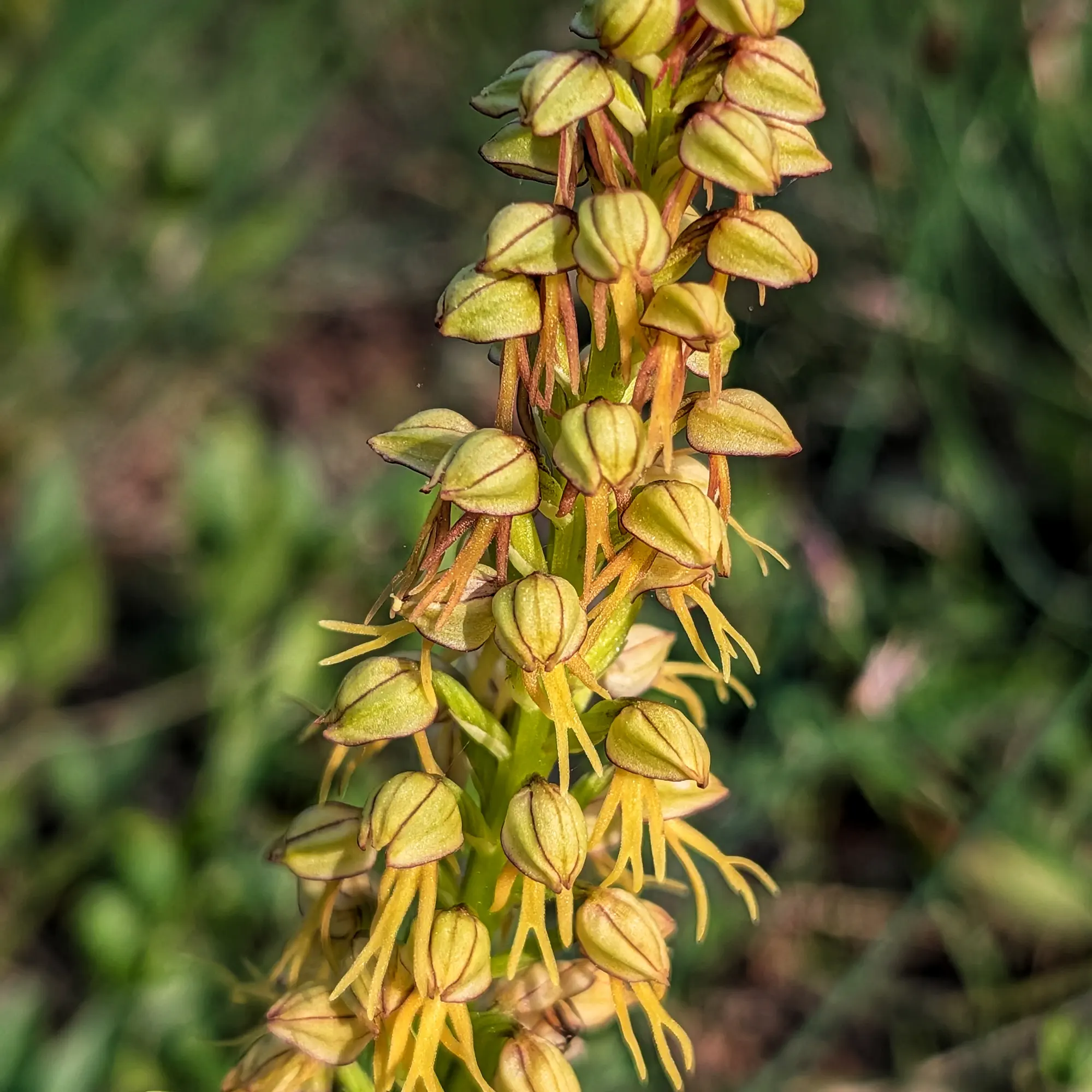 Primer pla d'una orquídia Orchis anthropophora, amb flors verd groguenques en forma de petit home, sobre fons verd difuminat.