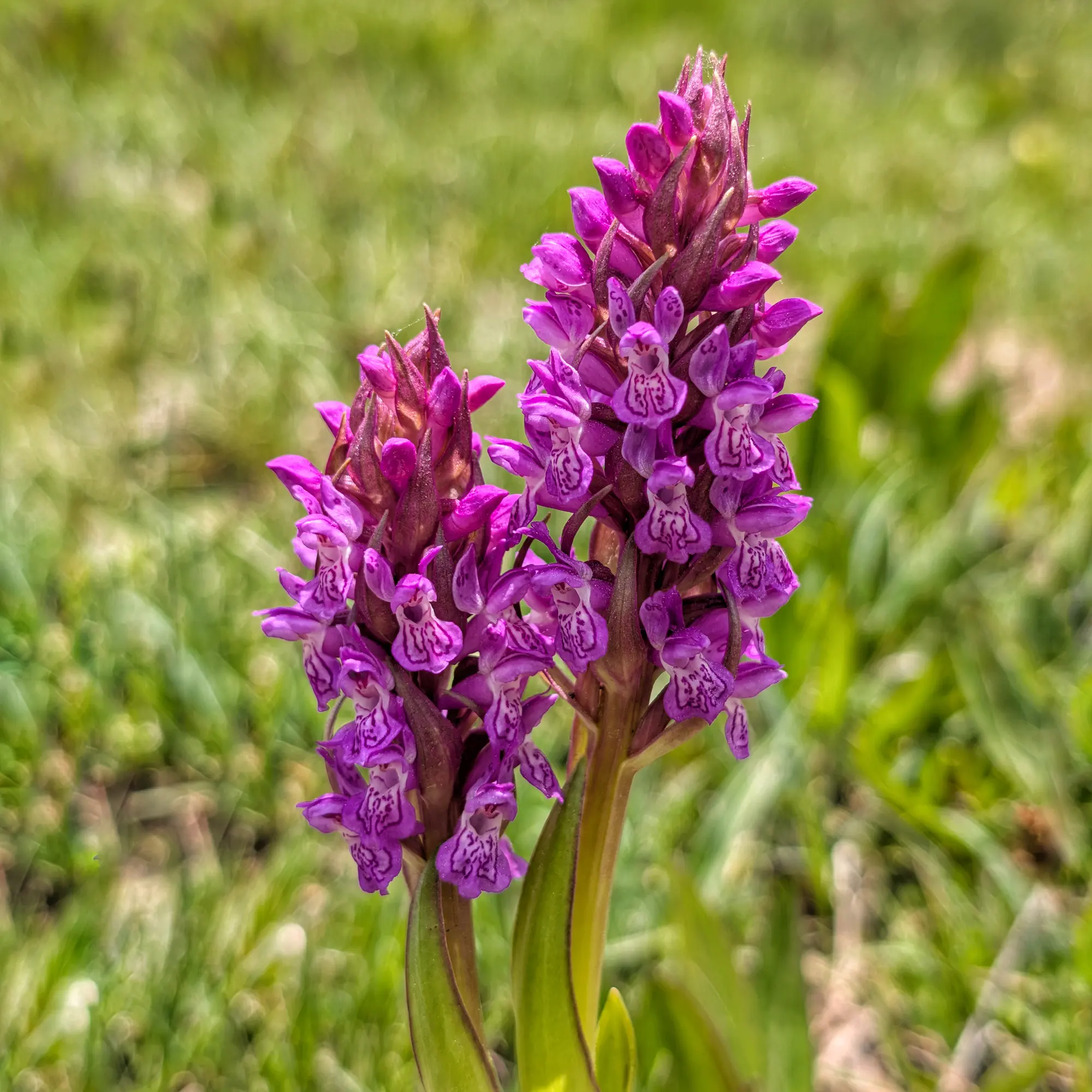 Un parell d'exemplars de Dactylorhiza incarnata del Prepirineu català