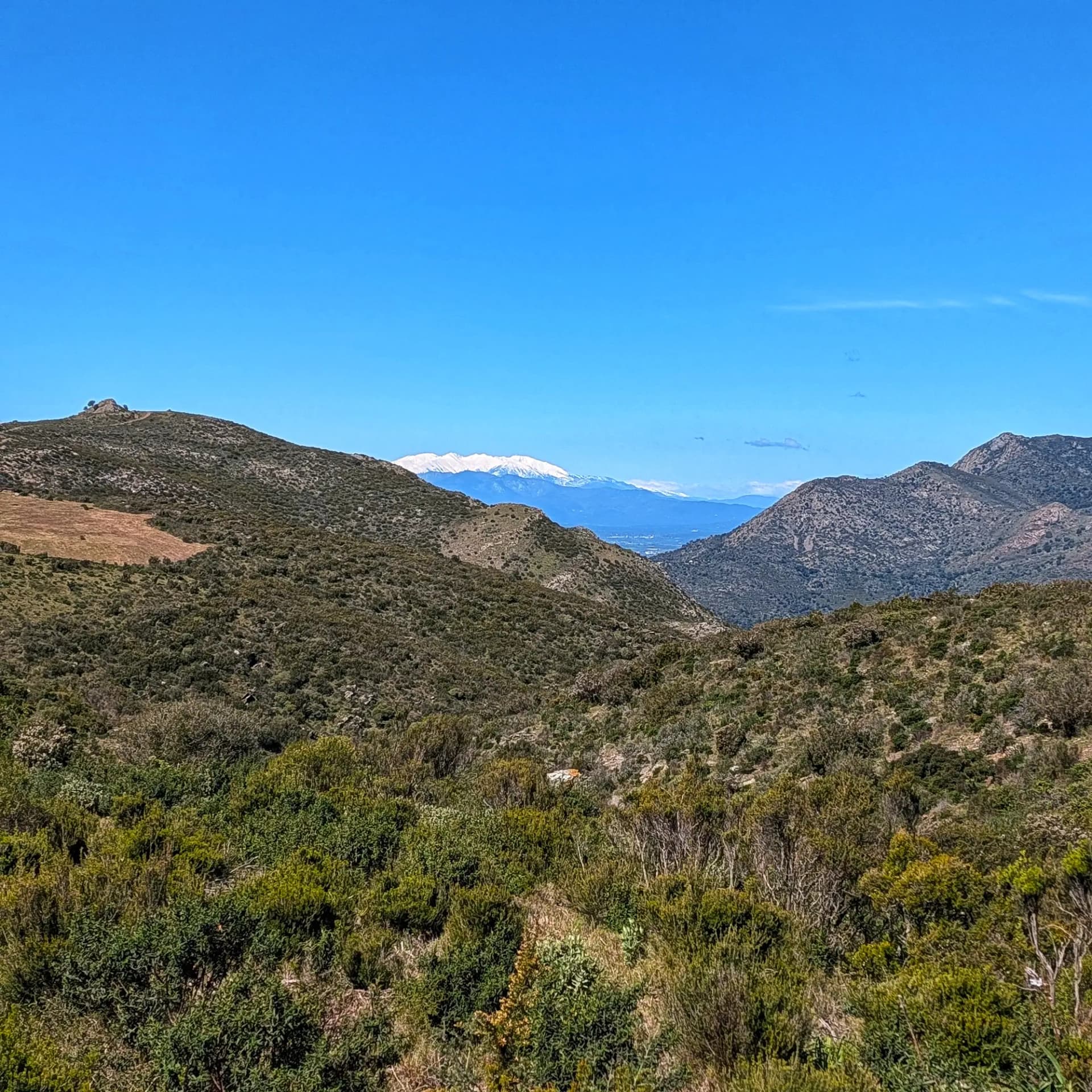 Paisatge muntanyós amb arbustos mediterranis, el Puig de l'Àliga a l'esquerra i el Canigó nevat al fons sota un cel blau clar.