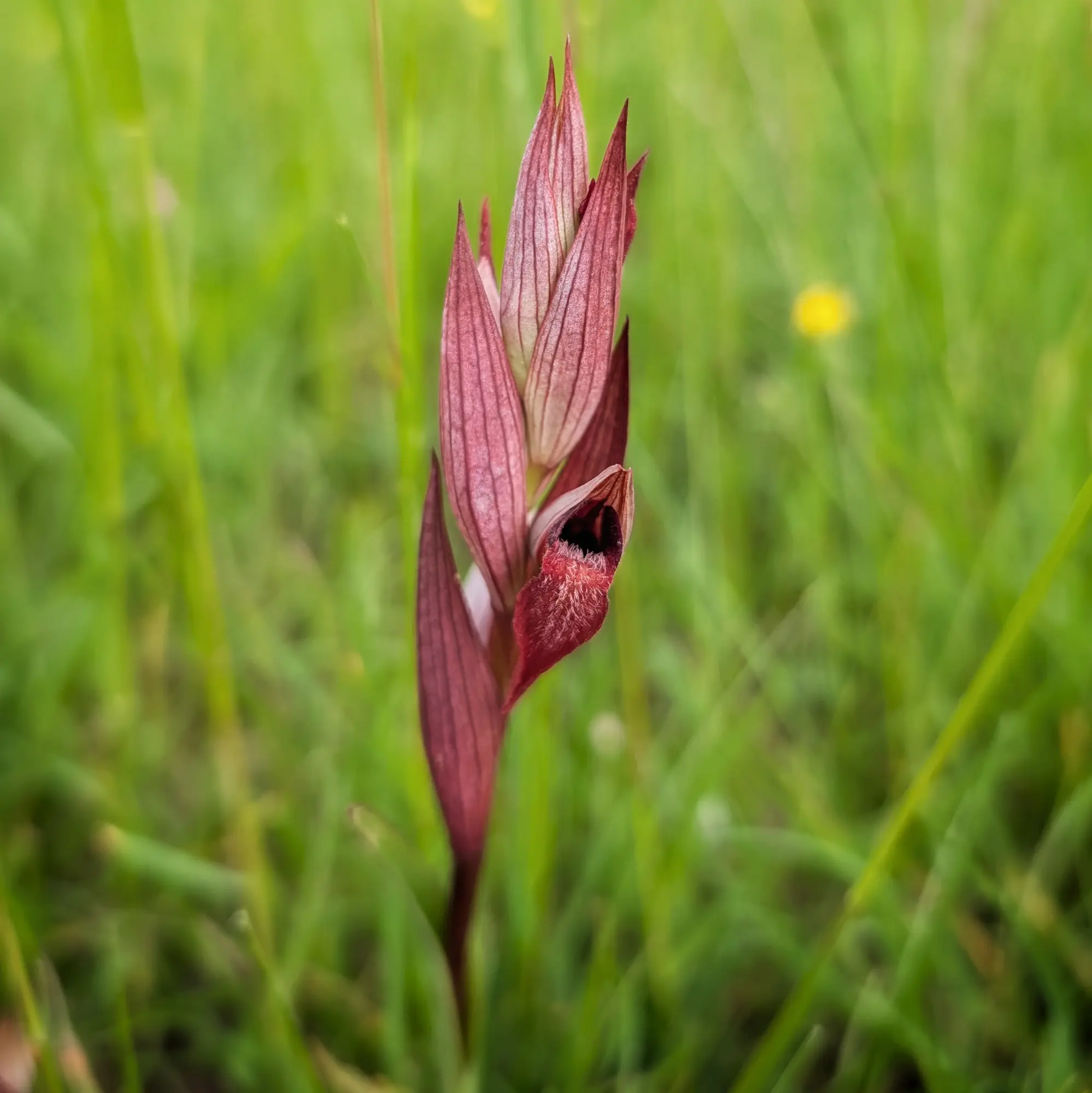 Primer pla d'orquídea Serapias vomeracea vermella fosca amb llavi pelut en camp verd.