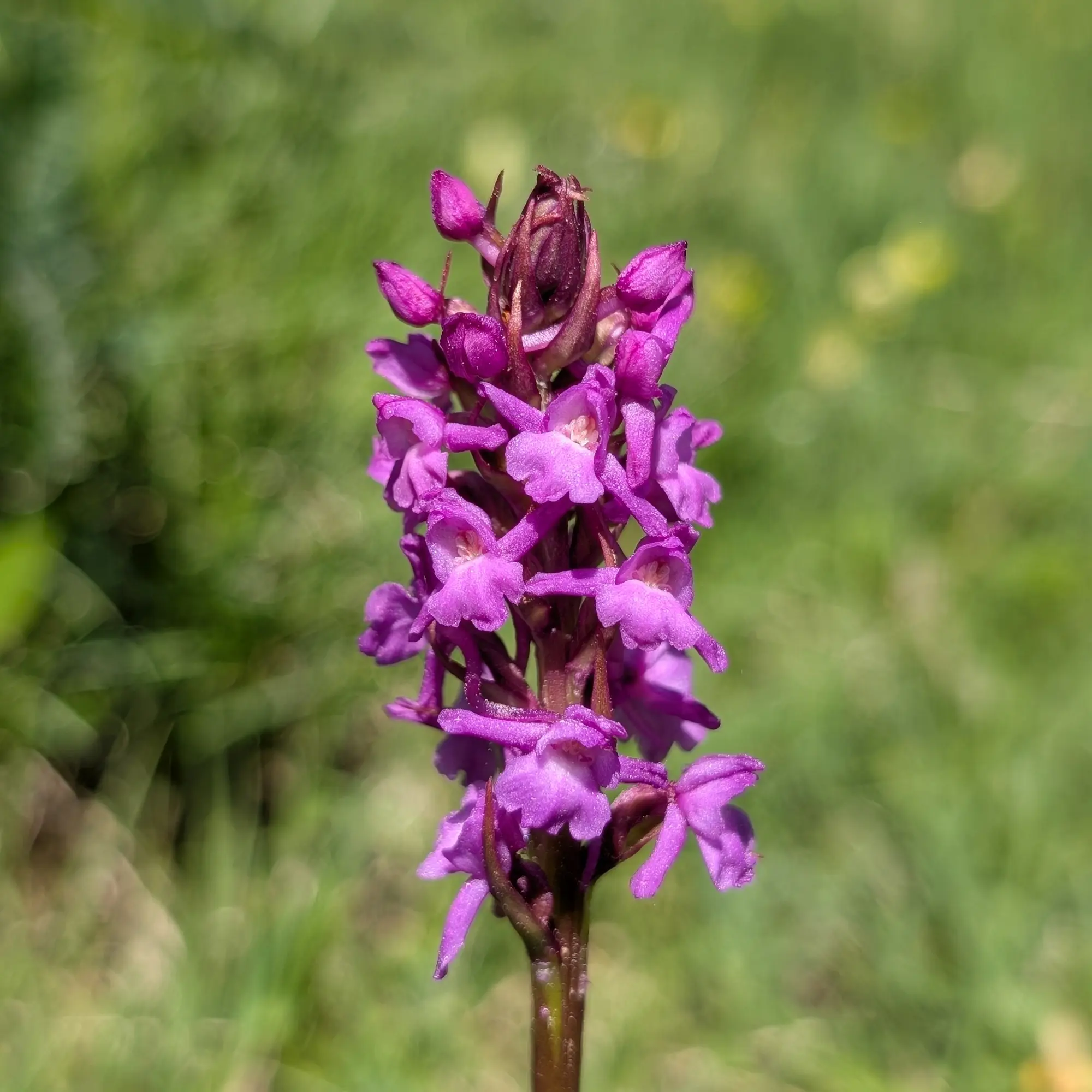 Detalle de un ejemplar de Gymnadenia conopsea procedente del Prepirineo catalán.
