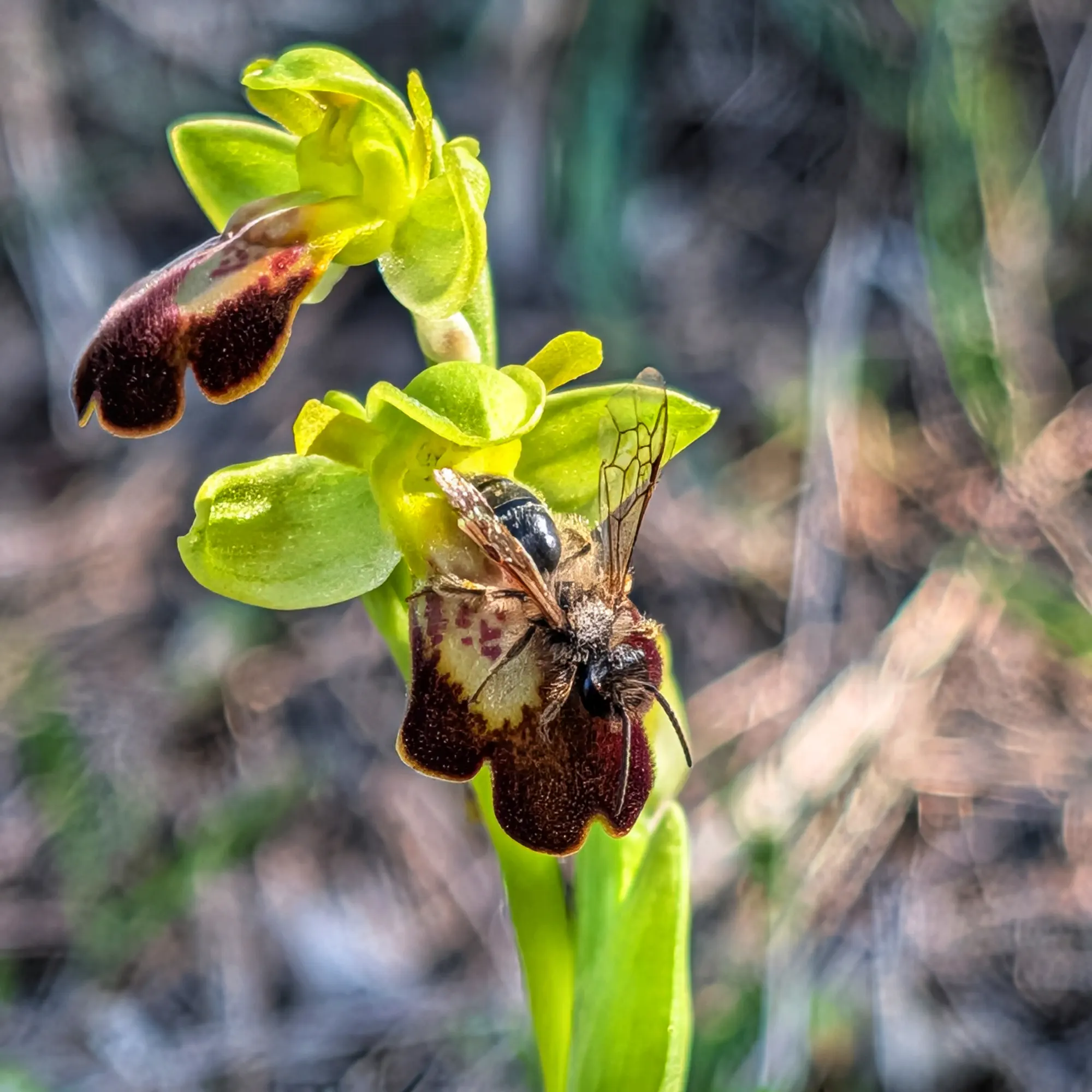 Primer pla d'orquídia Ophrys forestieri amb abella sobre el label fosc i vellutat, fons borrós.