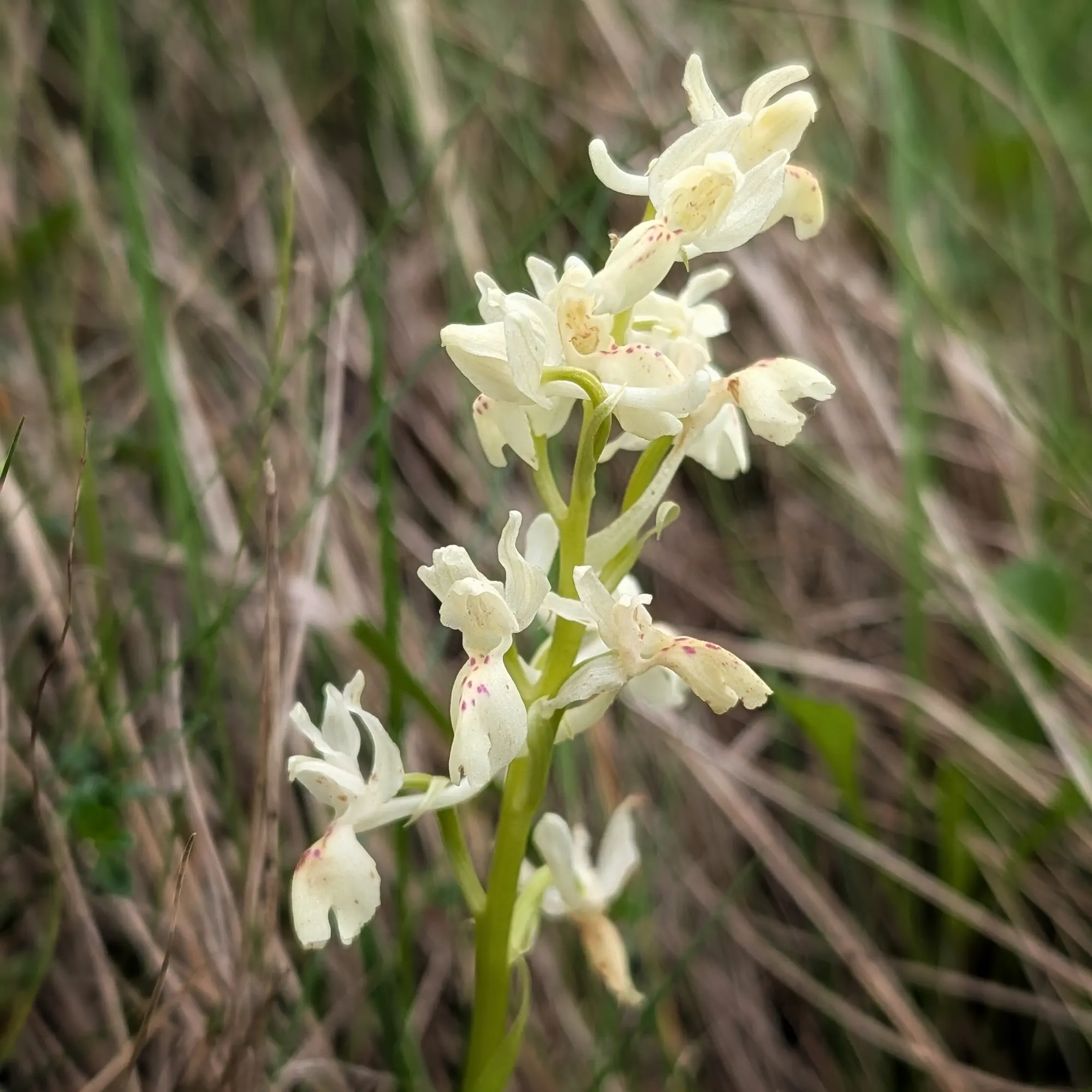 Primer pla d'Orchis provincialis de flors blanques amb taques roses, sobre fons borrós de vegetació.