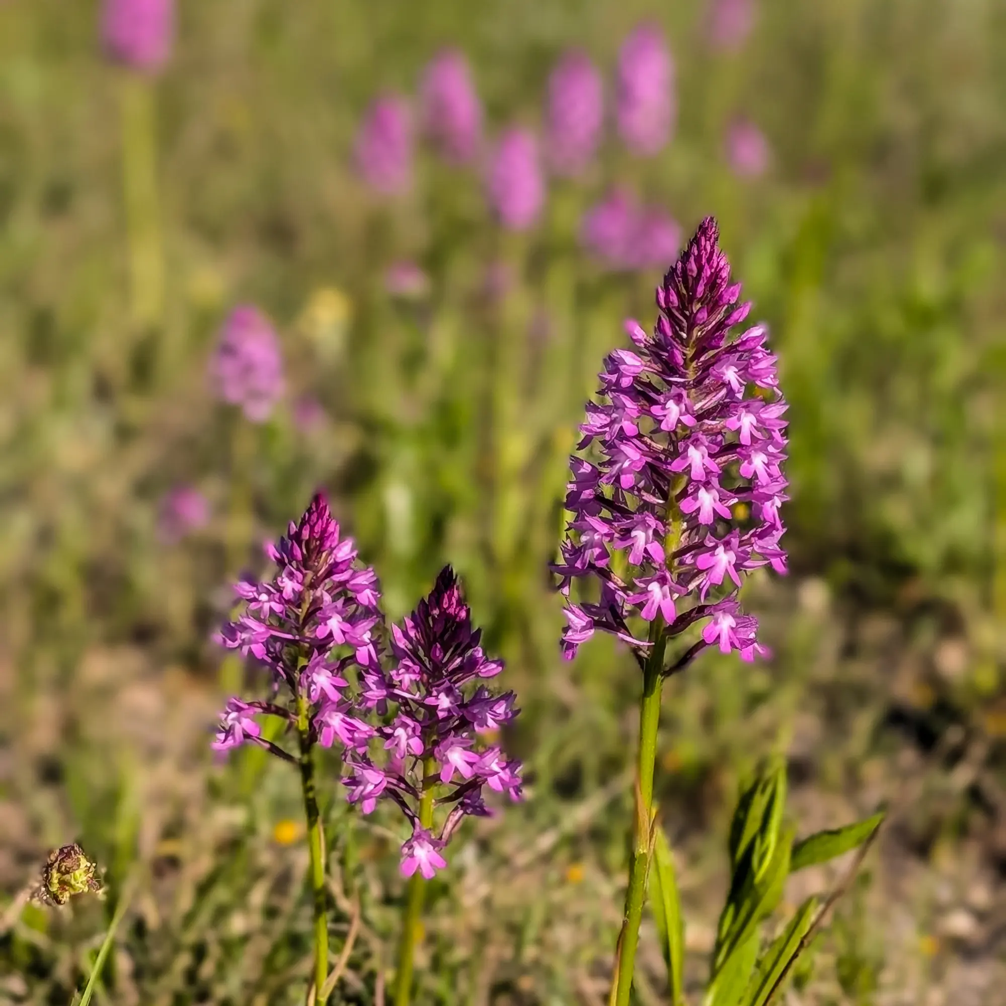 Field with numerous pyramidal orchids (Anacamptis pyramidalis) in bloom, near Sils, Catalonia.