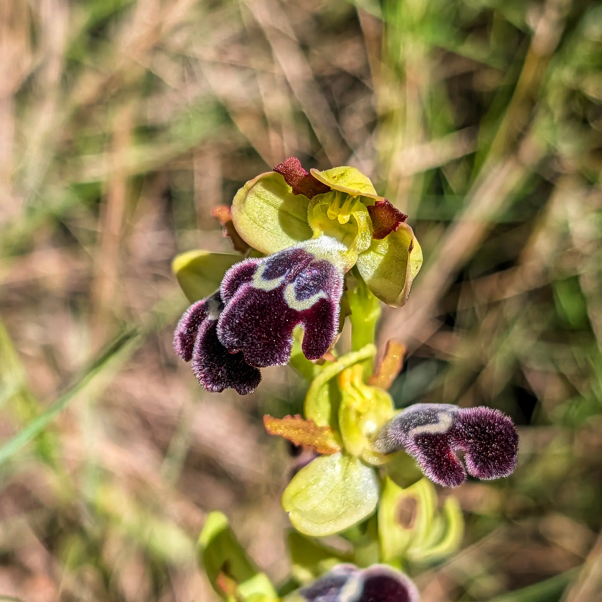 Primer plano de orquídea Ophrys dyris con label aterciopelado púrpura oscuro, patrón claro y sépalos verde amarillento.