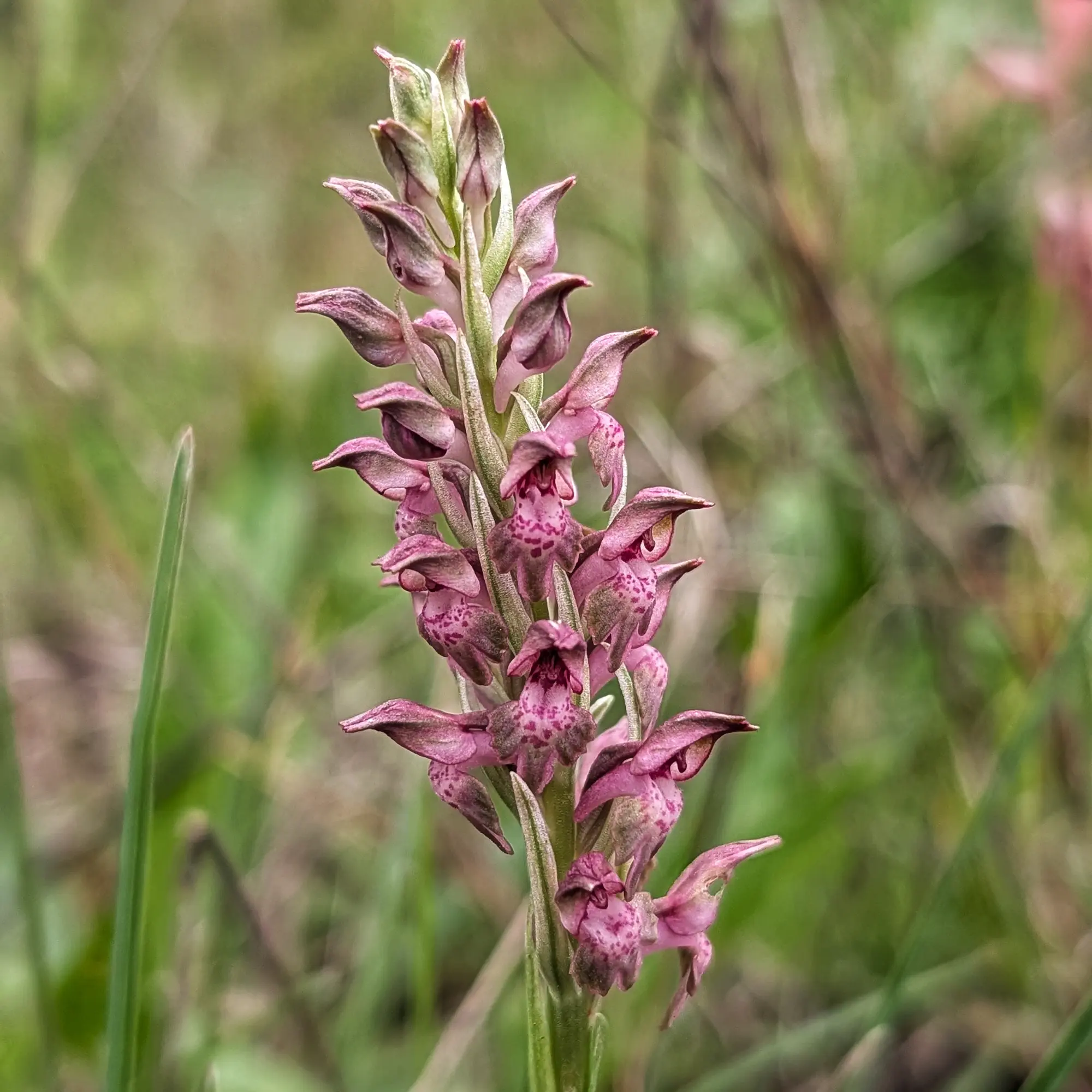 Primer pla d'una espiga d'orquídia Anacamptis coriophora subsp. fragrans de color rosa-porpra amb un fons verd borrós.